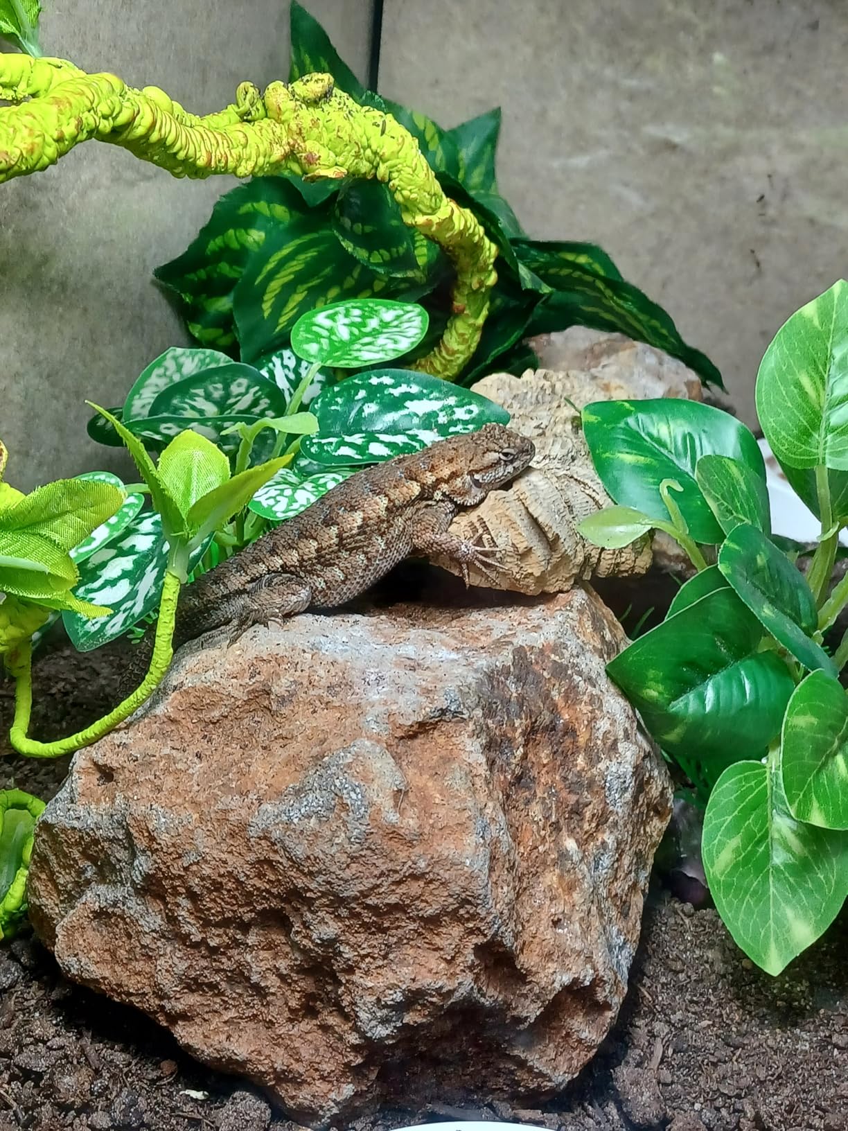 LUCKY HERP UVA UVB Reptile Light 10.0, Desert UVB 150 Compact Fluorescent Lamp, UVB Light for Reptiles 23W, UVA UVB Reptile Light Bulb, UVB Bulb for Reptiles Bearded Dragons Lizards Tortoises Snakes customer photo 2