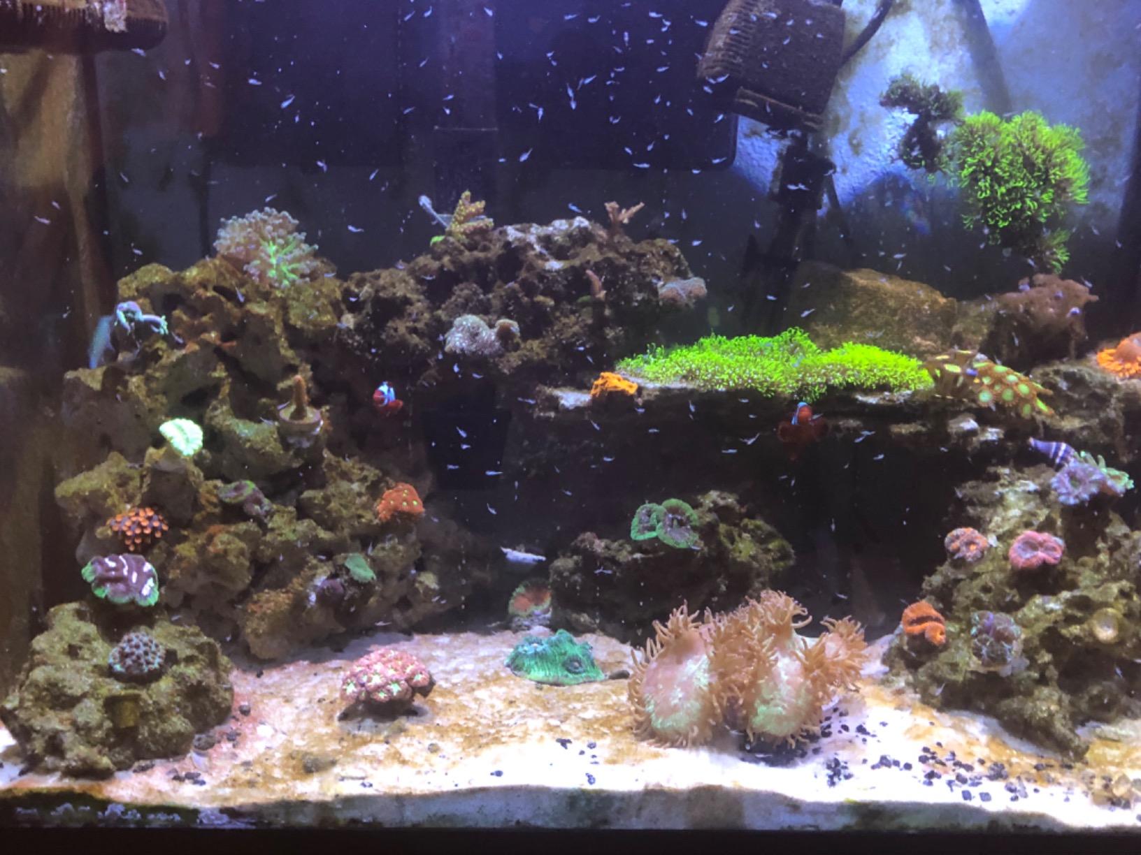 2K Gyre Flow Pump Only customer photo 1