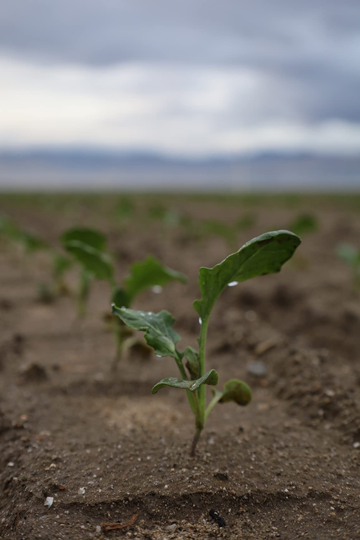 Canon RF24-105mm F4-7.1 IS STM (4111C002) customer photo 1