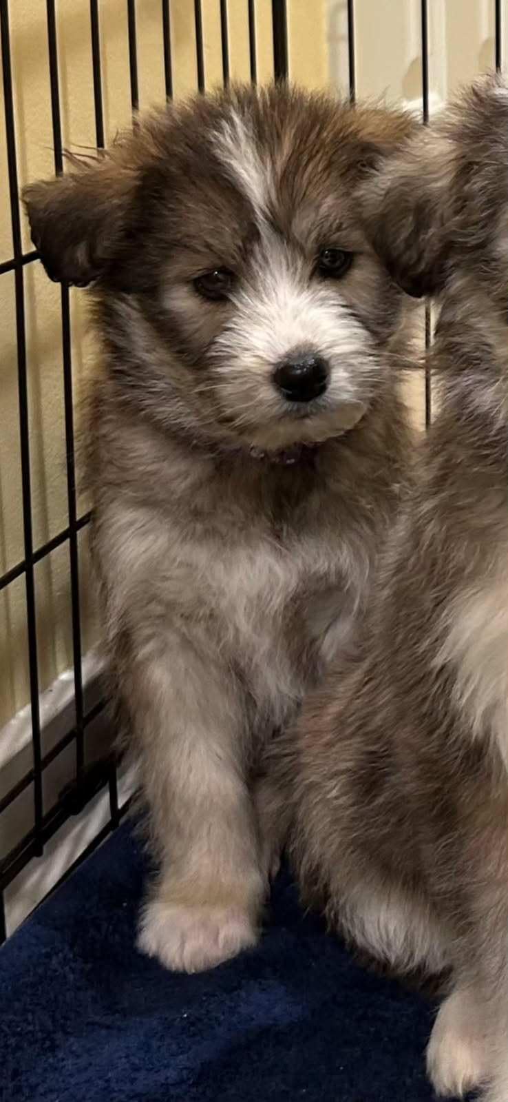 Wisdom Panel Essential Dog DNA Kit: Most Accurate Test for 365+ Breeds, 30 Genetic Health Conditions, 50+ Traits, Relatives, Ancestry - 1 Pack customer photo 2