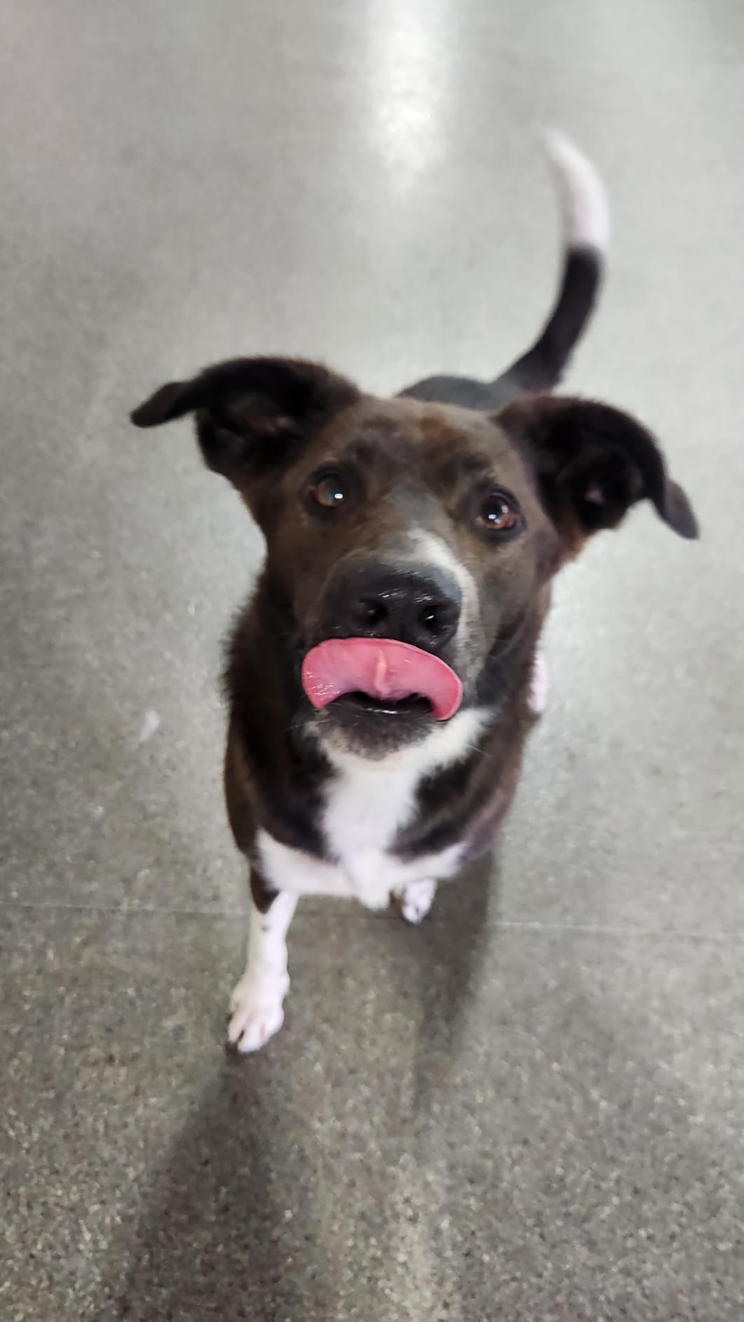 Wisdom Panel Premium Dog DNA Kit: Most Comprehensive with 265+ Health Tests, Identify 365+ Dog Breeds, 50+ Traits, Relatives, Ancestry, Genetic Diversity - Pack of 1 customer photo 1