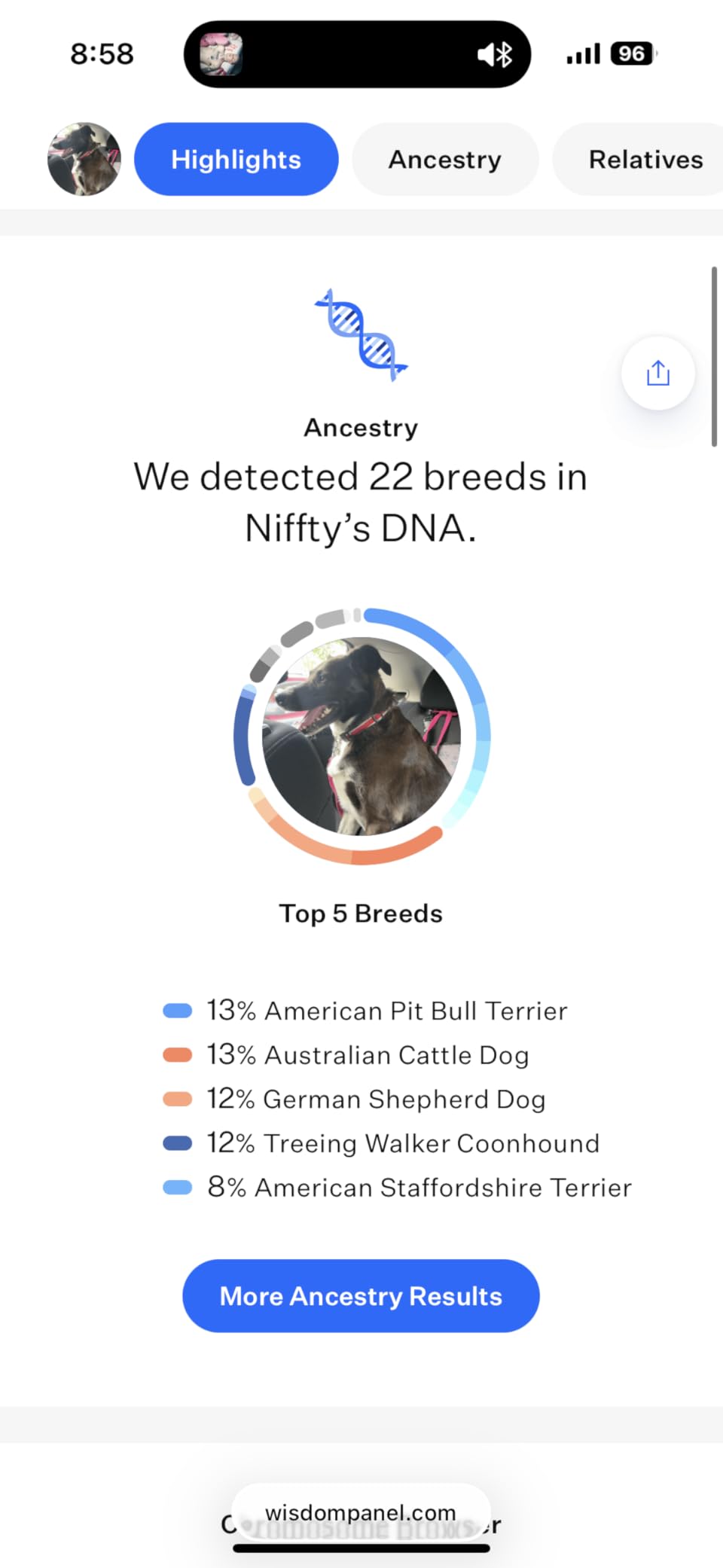 Wisdom Panel Premium Dog DNA Kit: Most Comprehensive with 265+ Health Tests, Identify 365+ Dog Breeds, 50+ Traits, Relatives, Ancestry, Genetic Diversity - Pack of 1 customer photo 2