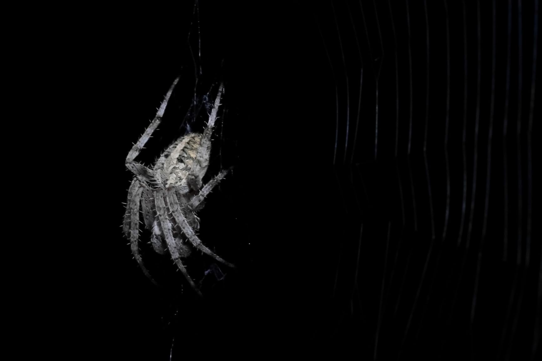 Lume Cube Bicolor Panel Mini LED Light for Professional DSLR Cameras | Adjustable Panel Mini, LCD Display | Photo and Video Lighting, Long Battery Life | Fits Sony, Nikon, Canon, Fuji, Panasonic customer photo 2