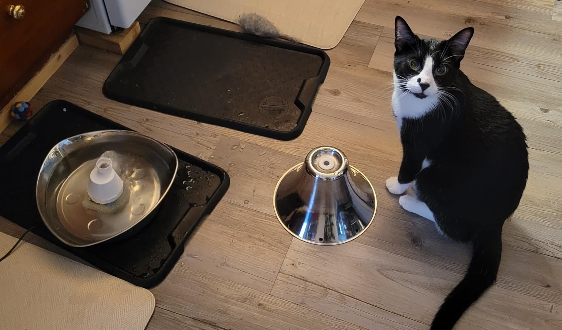 PetSafe Seaside Stainless Steel Cat & Dog Fountain, 60 Oz Water Capacity - 2 Water Filters & 1 Pump Included customer photo 1