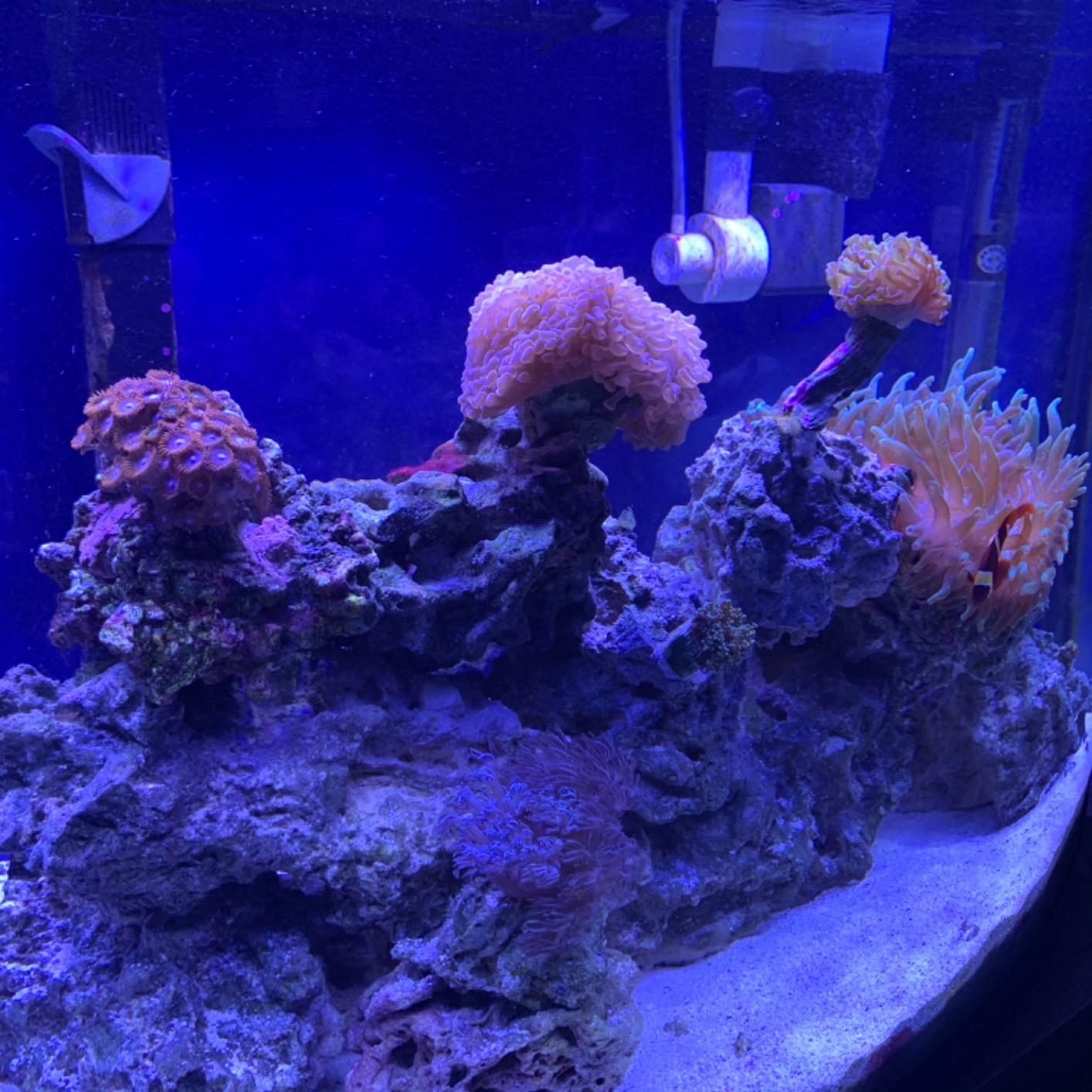 NICREW 36W Saltwater Aquarium Light, Marine LED Reef Light for Corals, Programmable Timer Controller, 36 to 48-Inch customer photo 2