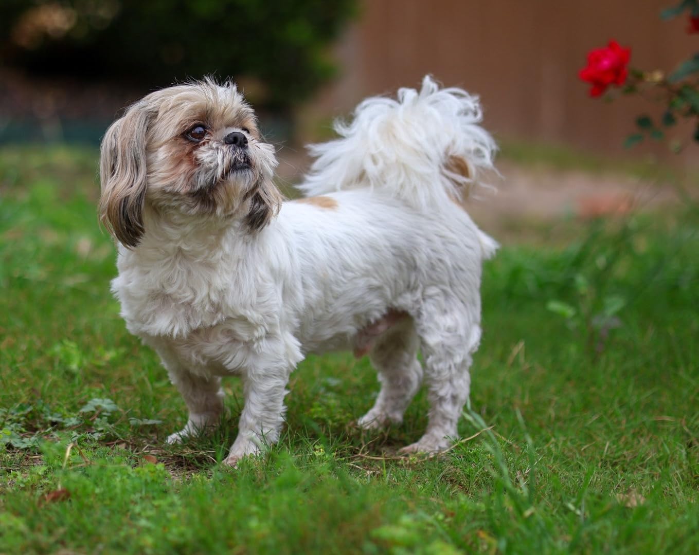 Canon RF 24-105mm F4-7.1 IS STM (Renewed) customer photo 1