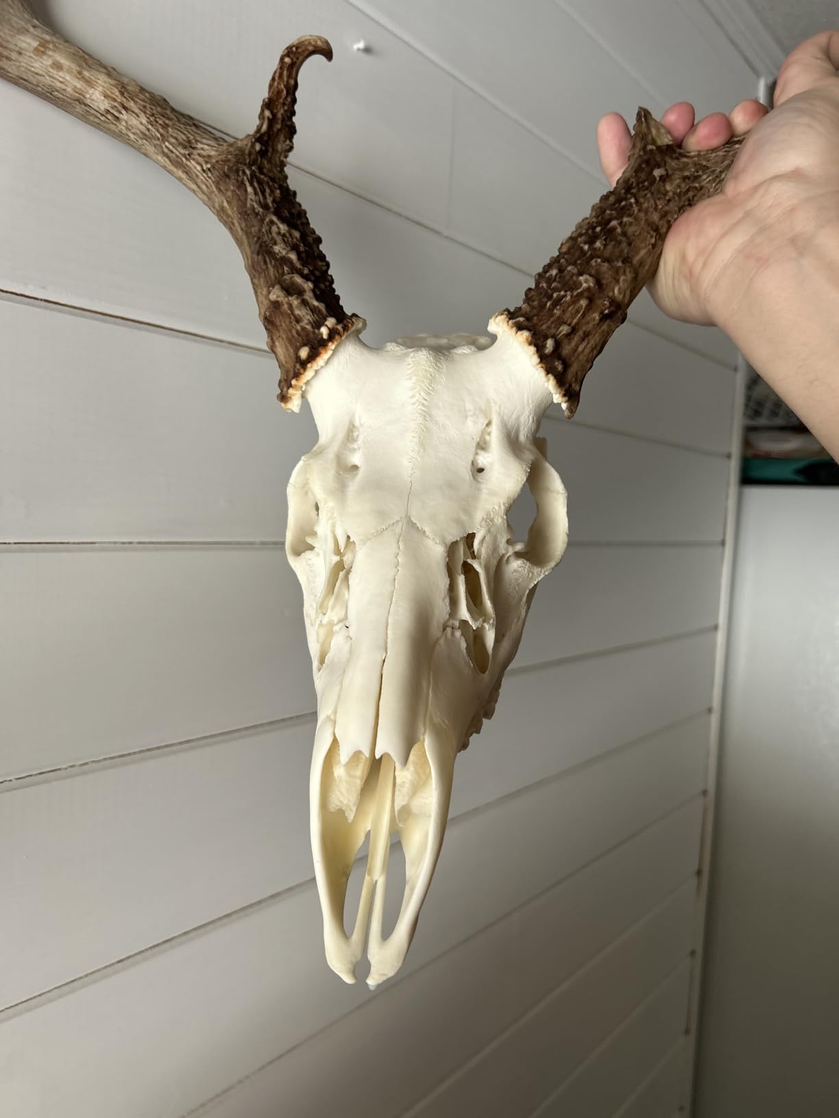 Orlushy Submersible Aquarium Heater, 500W Fish Tank Heater with Adjust Knob Thermostat customer photo 1