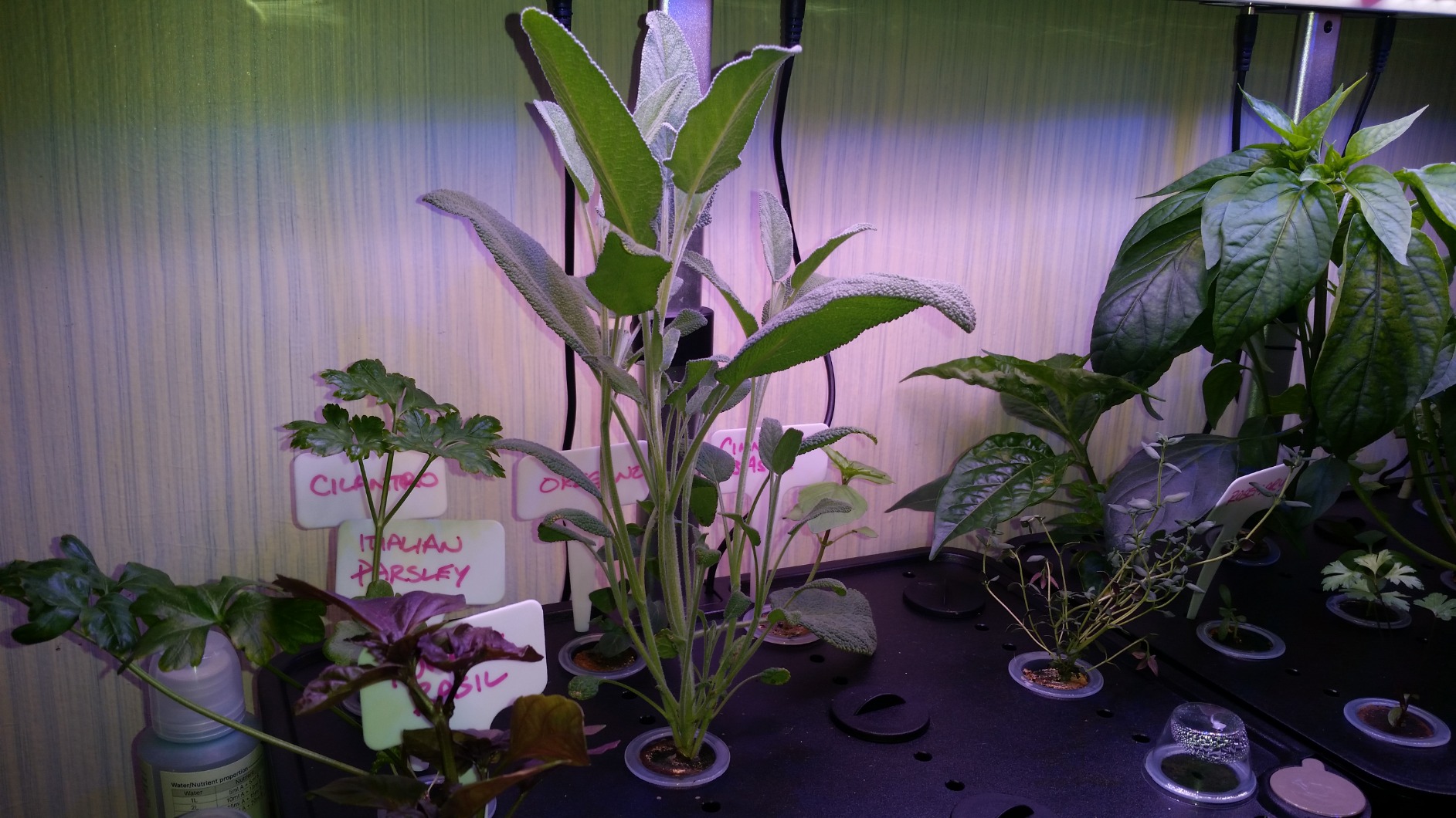 iDOO Hydroponics Growing System Kit 12Pods, Indoor Herb Garden System with LED Grow Light, Built-in Fan, Auto-Timer, Adjustable Height customer photo 2