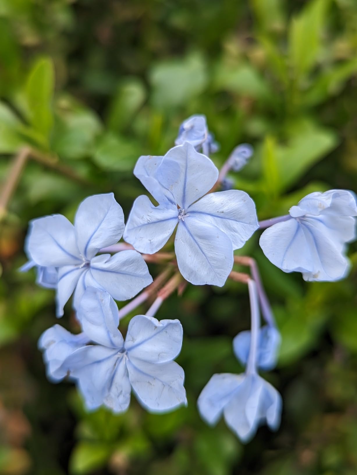 KEYWING Phone Camera Lens 3 in 1 Phone Lens Kit, 198 Fisheye Lens + 120 Super Wide-Angle Lens + 20x Macro Lens for iPhone Samsung Android Smartphone customer photo 2