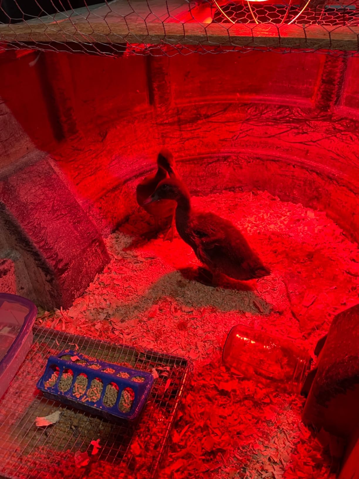 DIGITEN DHTC-1011 Temperature and Humidity Controller Outlet Plug in Thermostat Humidistat Reptile Humidity Controller Greenhouse Thermostat Heating Cooling Humidifier Dehumidifier customer photo 2