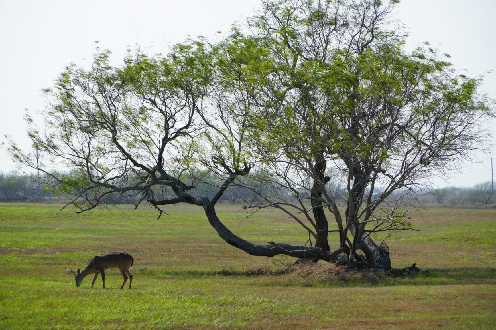 Tamron 70-300mm F/4.5-6.3 Di III RXD for Sony Mirrorless Full Frame/APS-C E-Mount (Tamron 6 Year Limited USA Warranty), Black customer photo 2