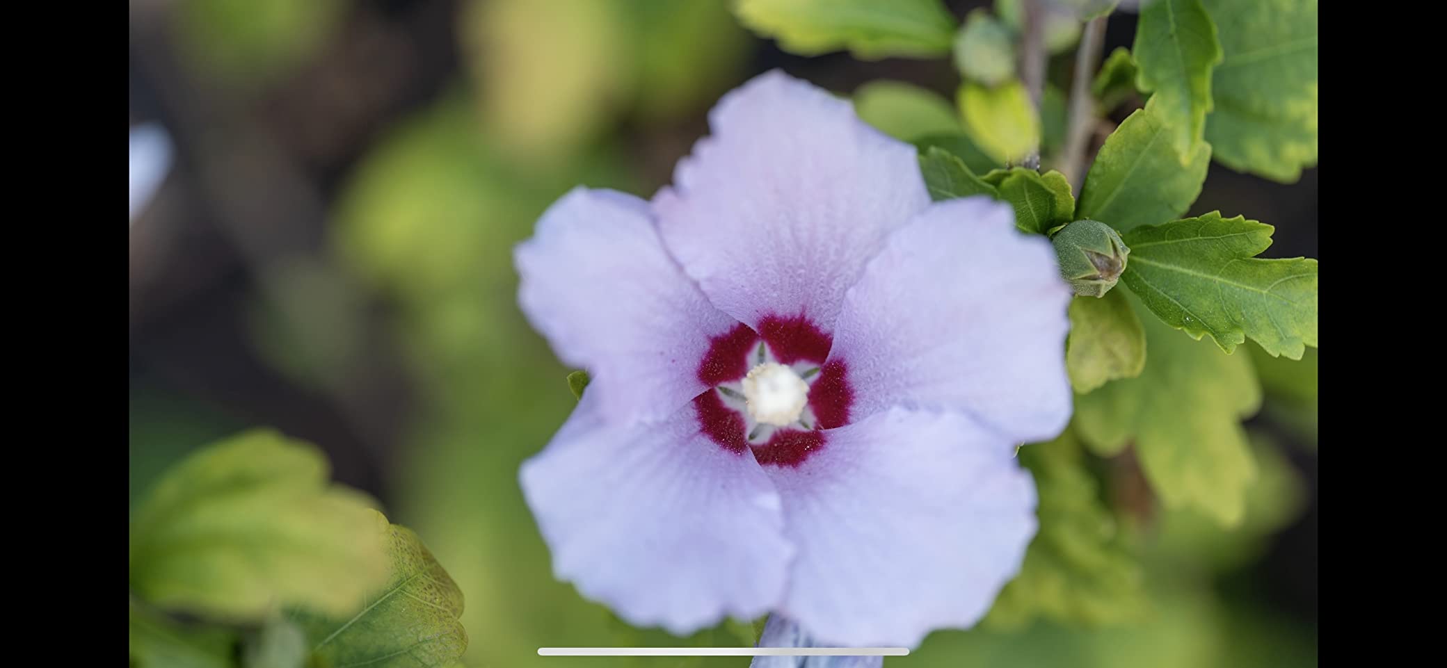 Sigma 105mm F2.8 DG DN Macro Art Lens (Sony E-mount) customer photo 1