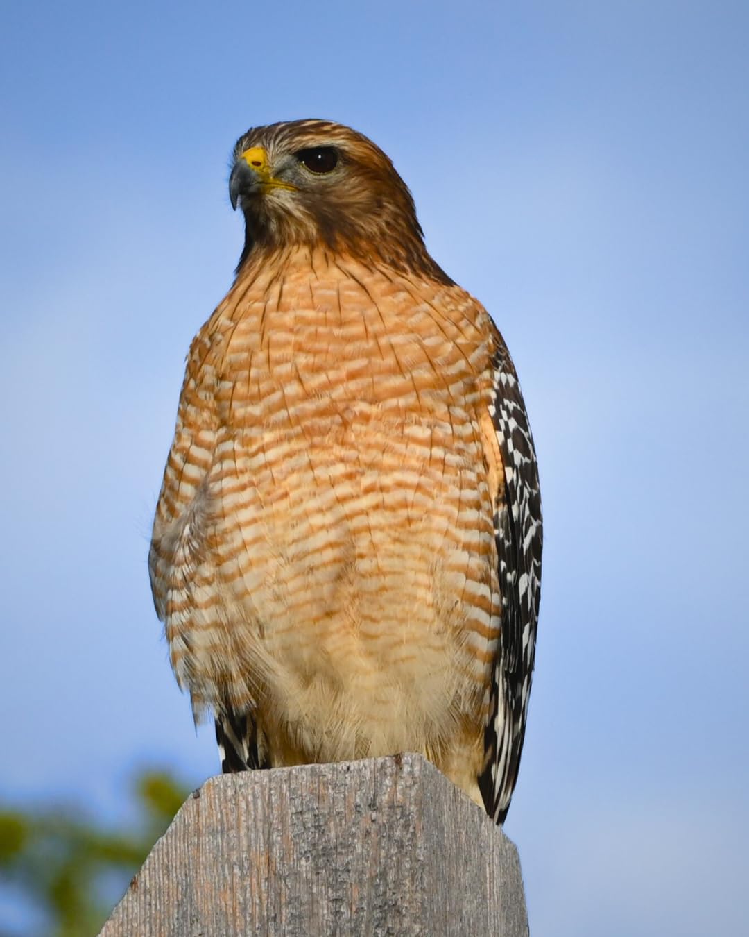 Z 7II | Ultra-high resolution full-frame mirrorless stills/video camera | Nikon USA Model customer photo 2