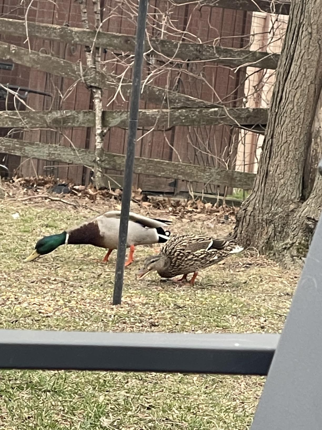 JBL Go 3 - Portable Mini Bluetooth Speaker, big audio and punchy bass, IP67 waterproof and dustproof, 5 hours of playtime, speaker for home, outdoor and travel customer photo 1