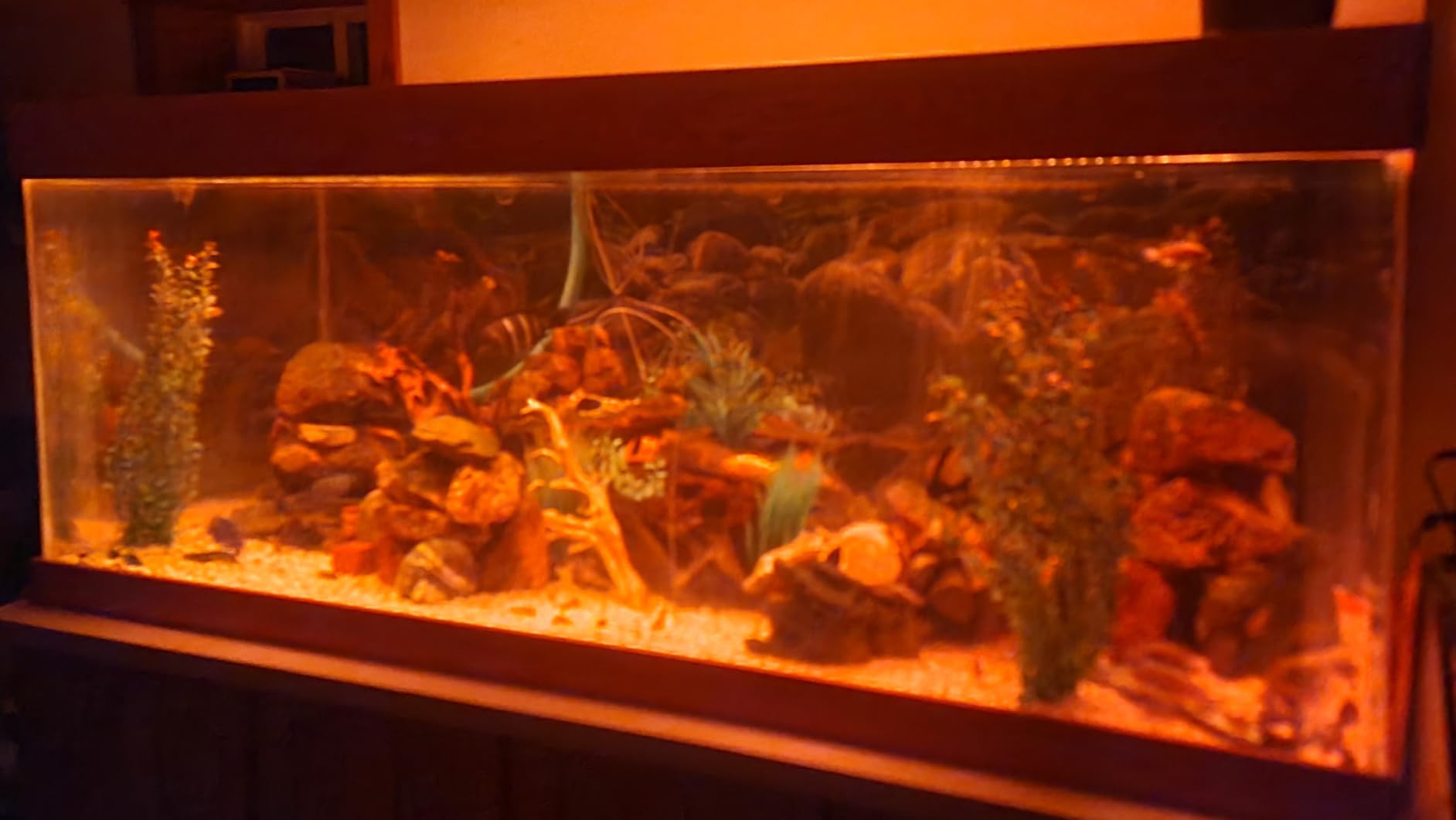 hygger Advanced LED Aquarium Light with Timer, 24/7 Lighting Cycle & DIY Mode, Full Spectrum Fish Tank Light for 30-36 in Freshwater Planted Tank customer photo 2