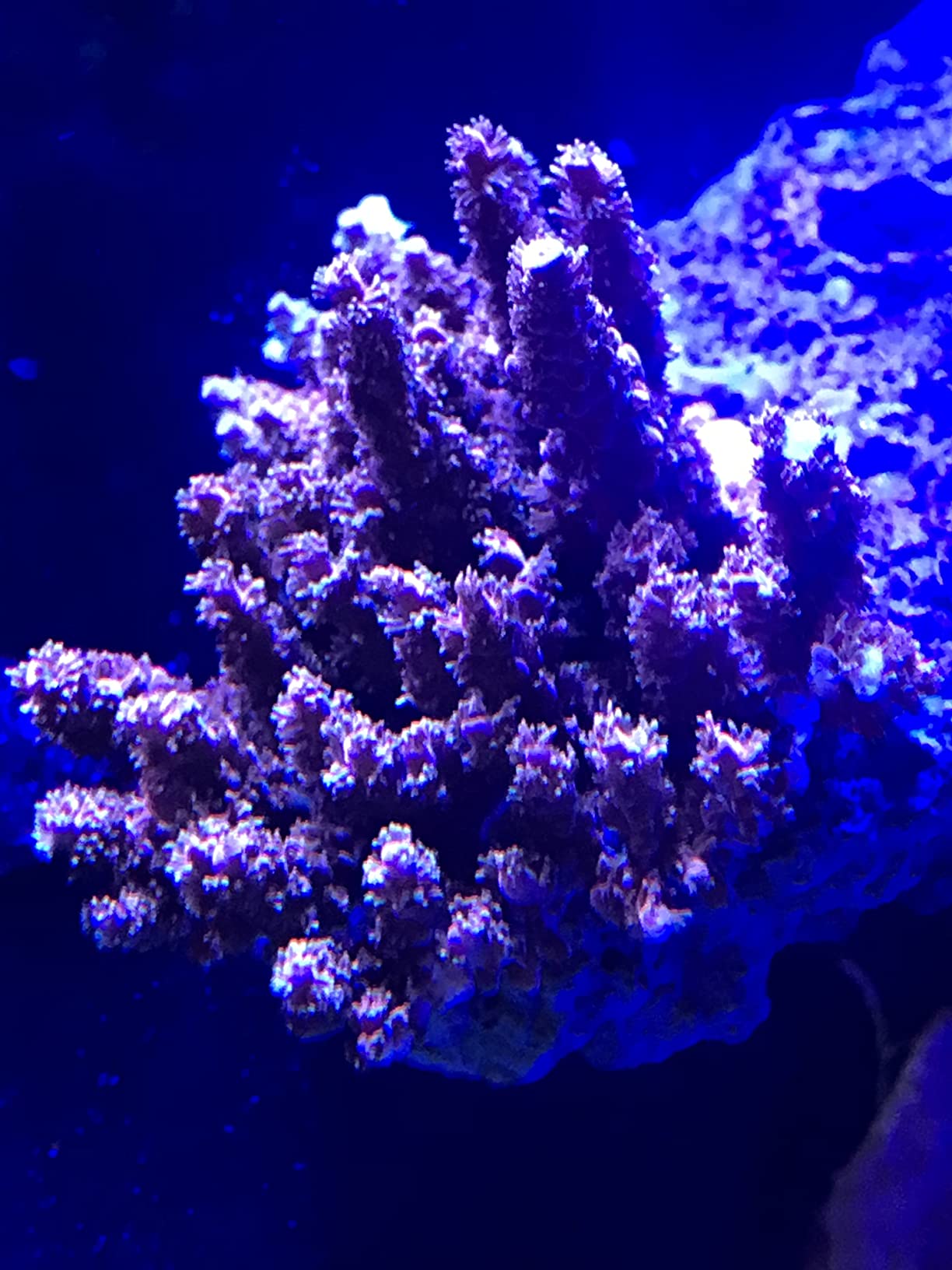 Magnetic Reef Coral Frag Rack Strong N52 Magnets for 1/2