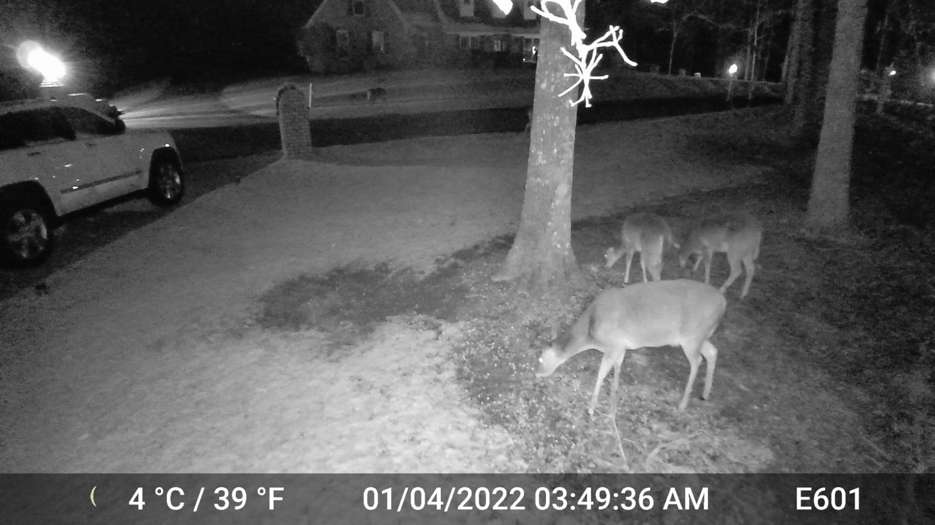 GardePro E6 WiFi Trail Camera (Non-Cellular), 64MP Photos, 1296P HD Video, App Control with Live View, 110° Wide-Angle, No-Glow Night Vision customer photo 1