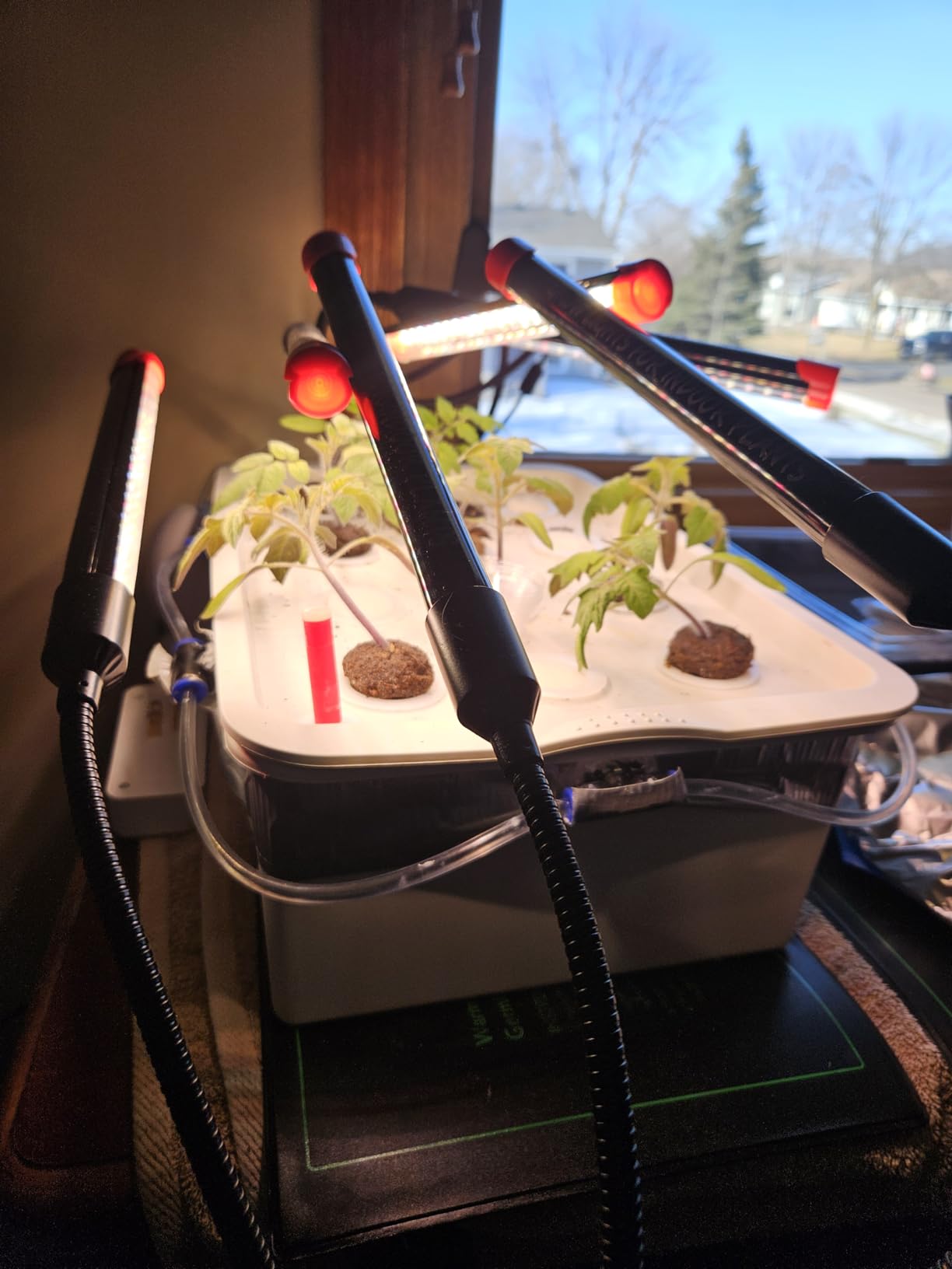 NATGAI Hydroponic System Growing Kit with Air Pump 12 Holes Soilless Cultivation Grow Box Garden Cabinet Box for Herbs, Lettuce, Vegetables customer photo 1