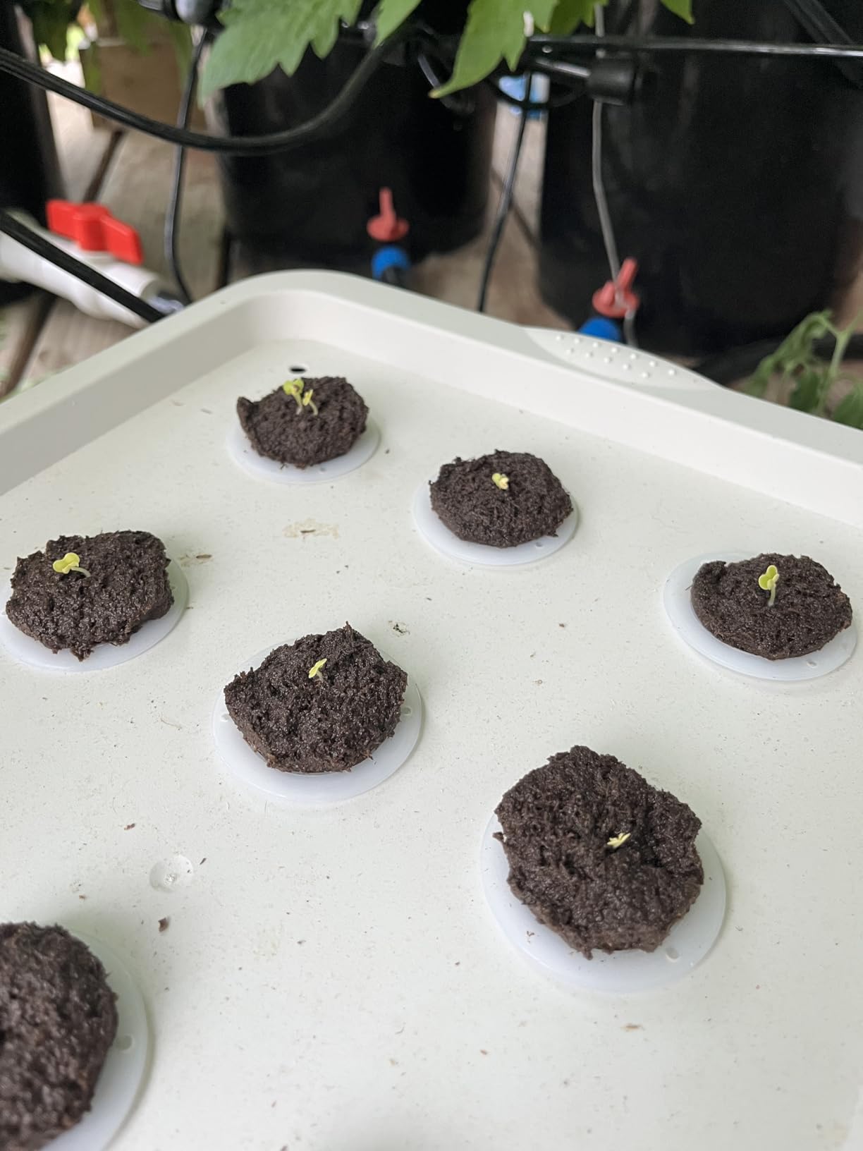 NATGAI Hydroponic System Growing Kit with Air Pump 12 Holes Soilless Cultivation Grow Box Garden Cabinet Box for Herbs, Lettuce, Vegetables customer photo 2