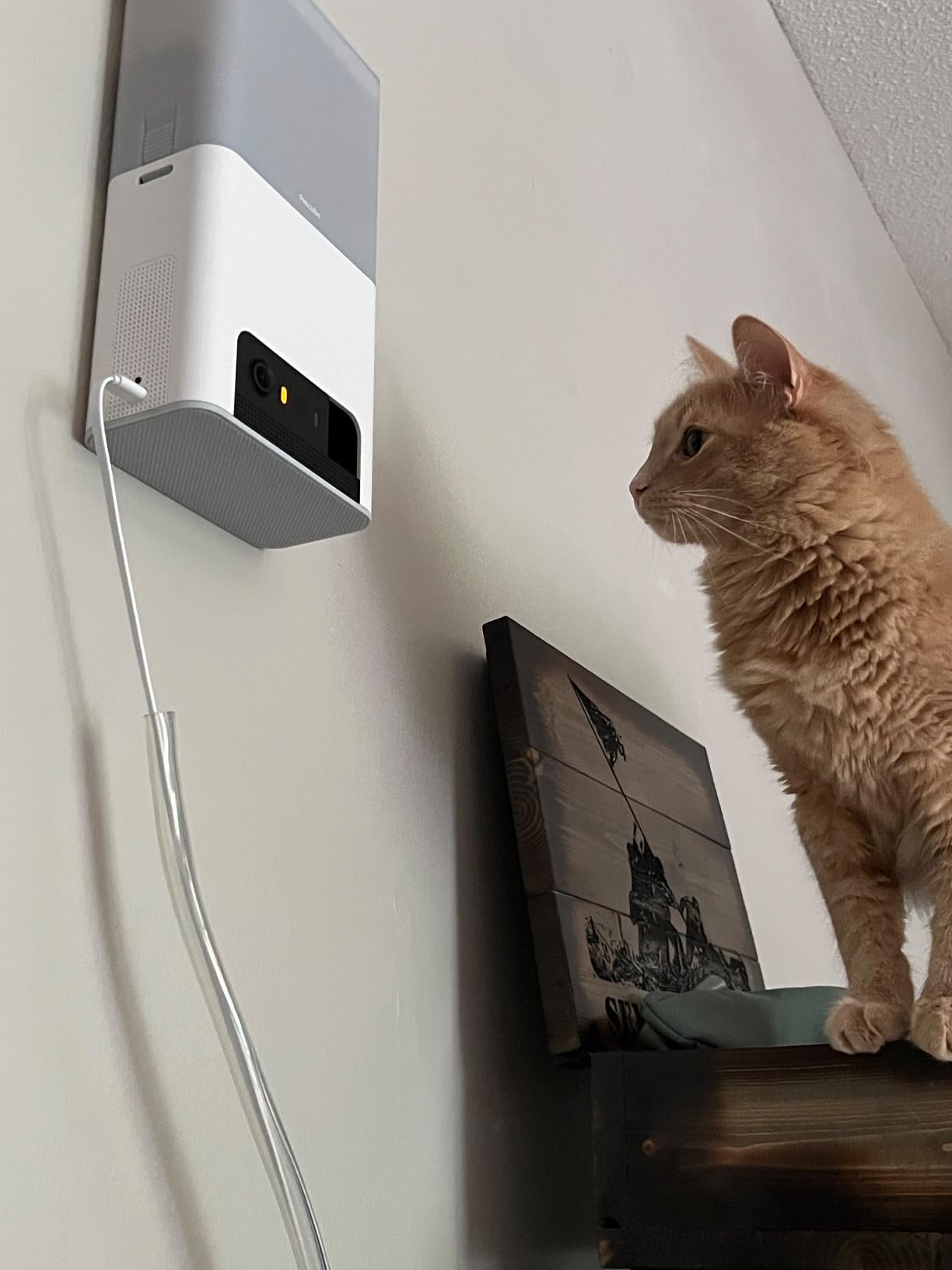Petcube Bites 2 Lite Interactive WiFi Pet Monitoring Camera with Phone App and Treat Dispenser, 1080p HD Video, Night Vision, Two-Way Audio, Sound and Motion Alerts customer photo 1