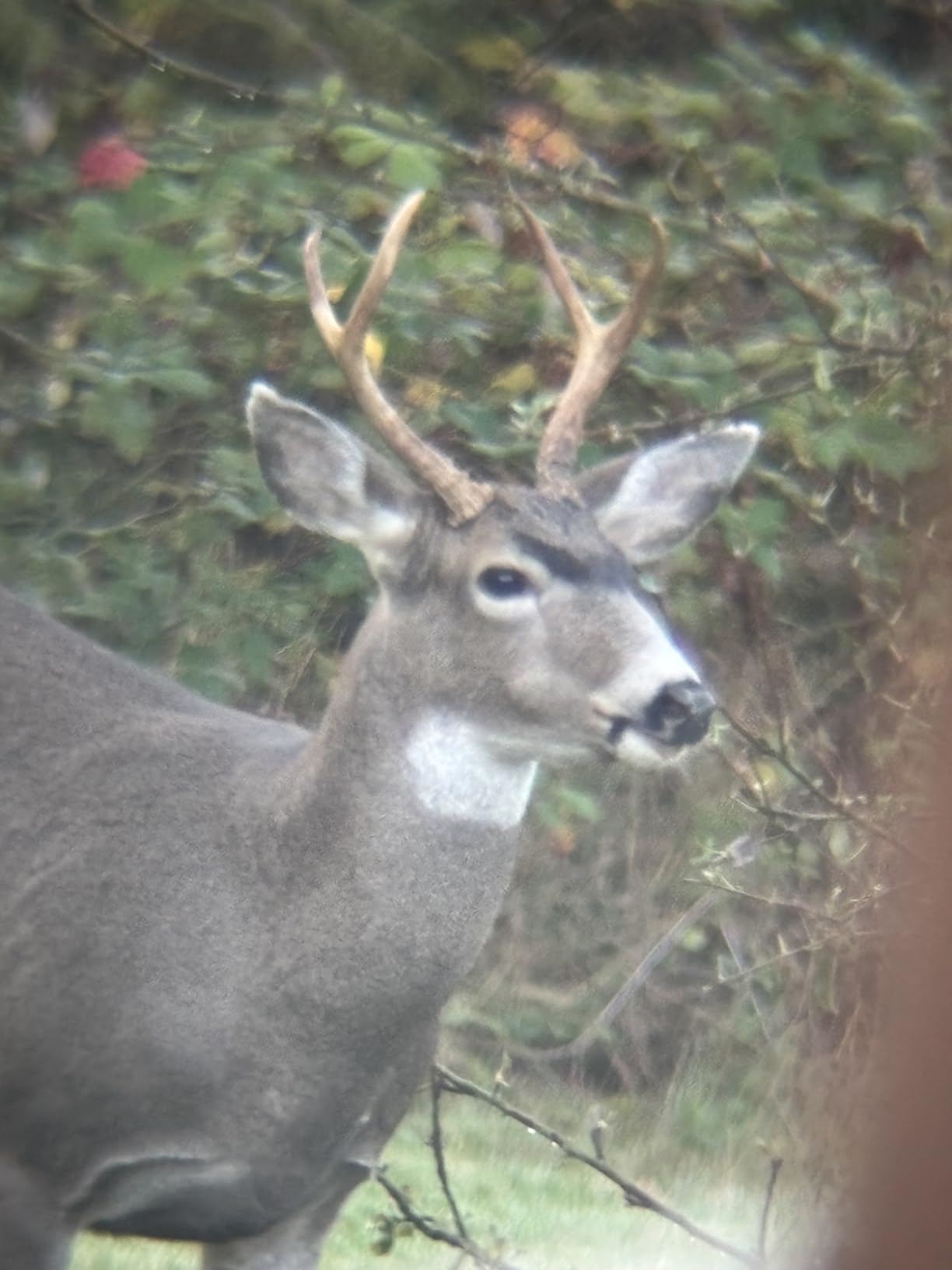 Pankoo 12x60 HD Monocular Telescope for Adults high Powered | Comes with Smartphone Adapter Tripod Hand Strap | Suitable for Bird Watching Sports Hiking Traveling customer photo 1