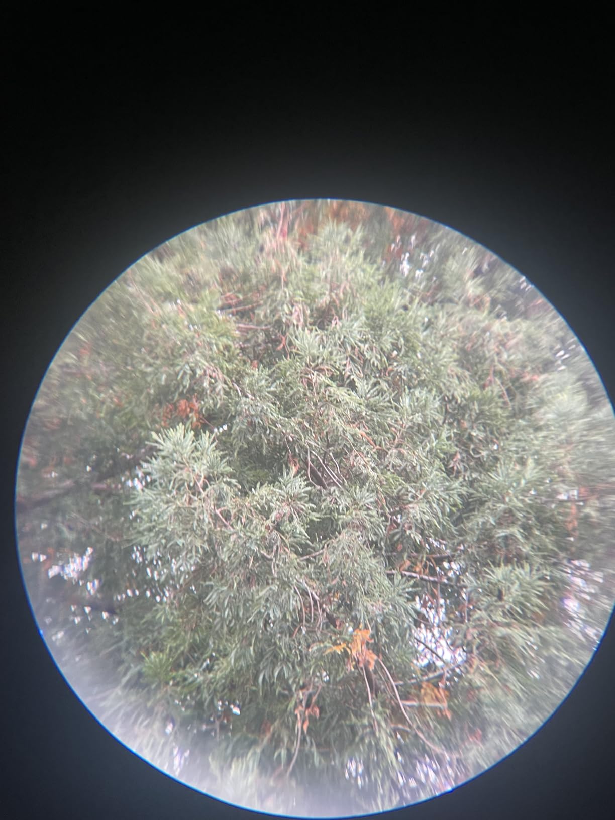 Pankoo 12x60 HD Monocular Telescope for Adults high Powered | Comes with Smartphone Adapter Tripod Hand Strap | Suitable for Bird Watching Sports Hiking Traveling customer photo 2