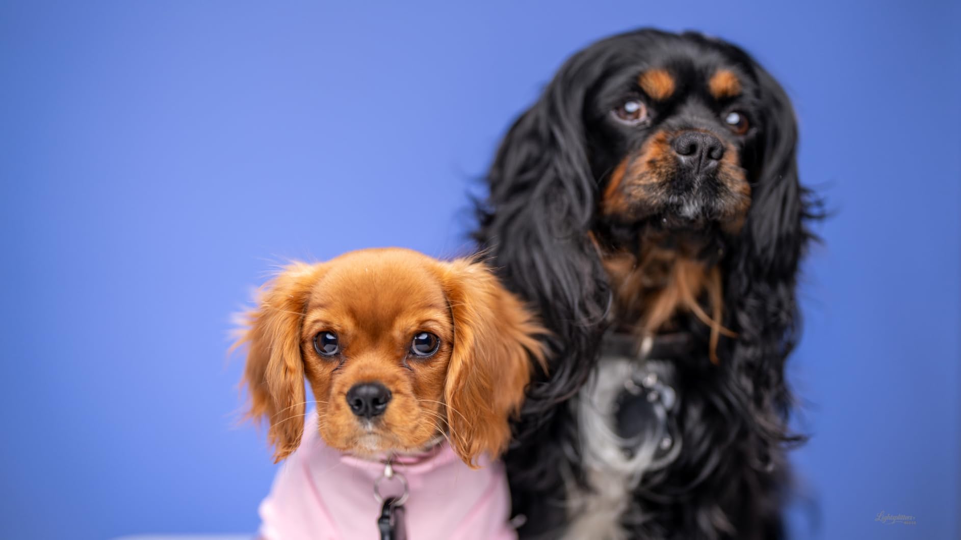 Sony FE 50mm f/1.2 GM Full-Frame Large-Aperture G Master Lens customer photo 1