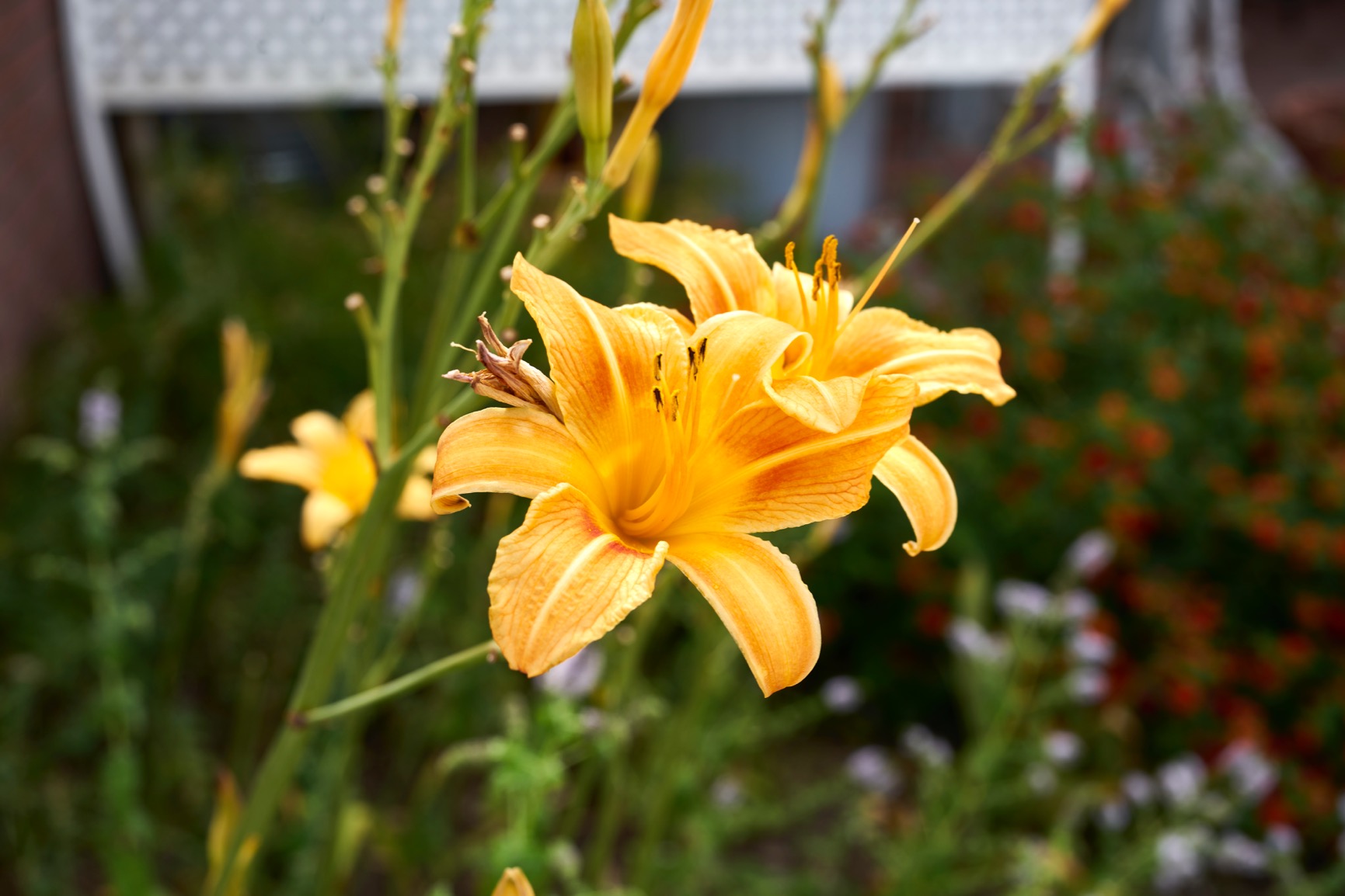 Sony FE 50mm F2.5 G Full-Frame Ultra-Compact G Lens customer photo 1