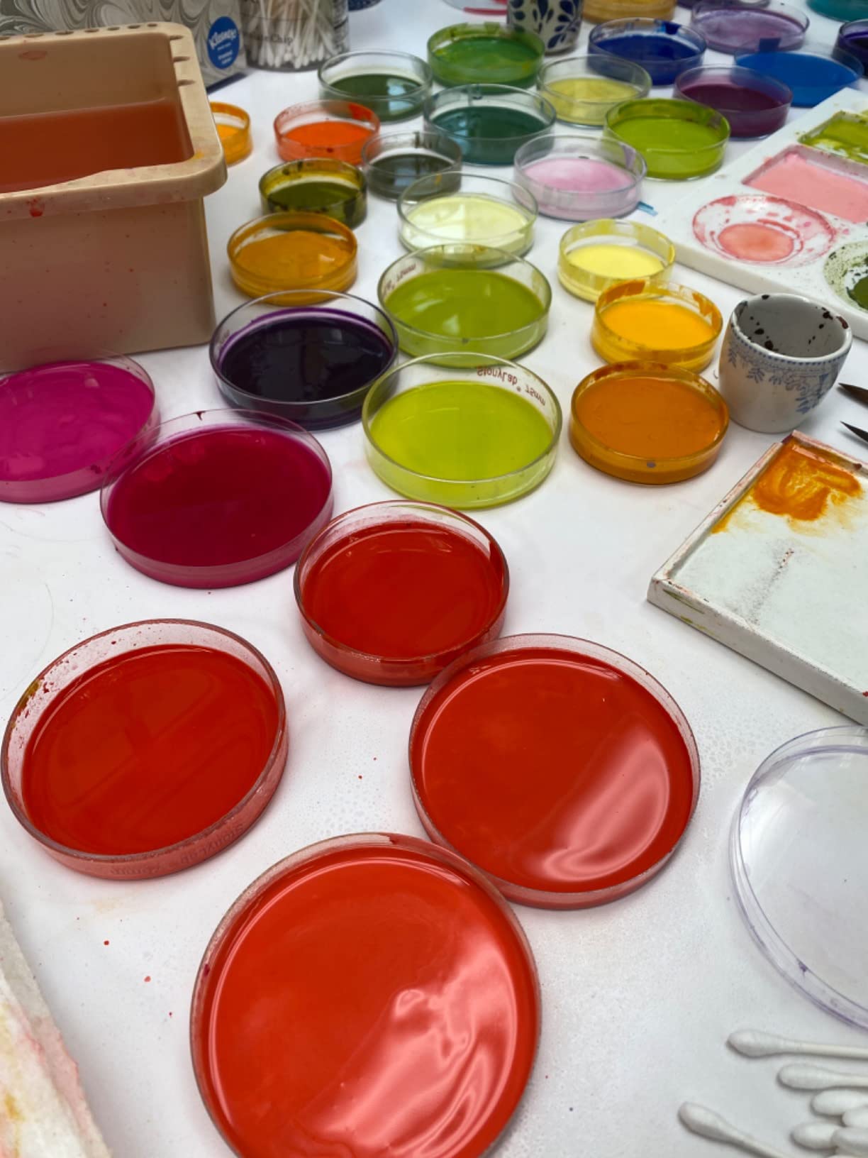 stonylab 10-Pack Glass Petri Dishes, 100x20 mm Borosilicate Glass Culture Dishes for Laboratory Plant Tissue Culture customer photo 2