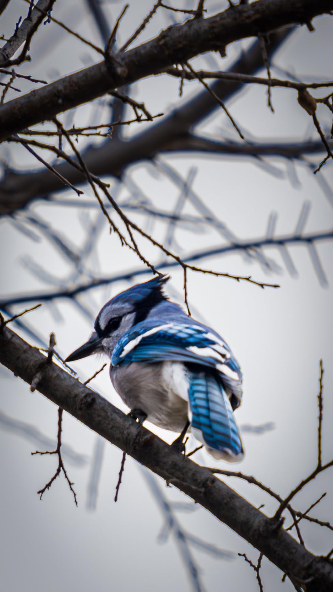 K&F CONCEPT Aluminum Alloy 360 Degree Panoramic Gimbal Tripod Head with 1/4'' Standard Quick Release Plate and Bubble Level,Load Capacity up to 20kg/44lbs customer photo 1