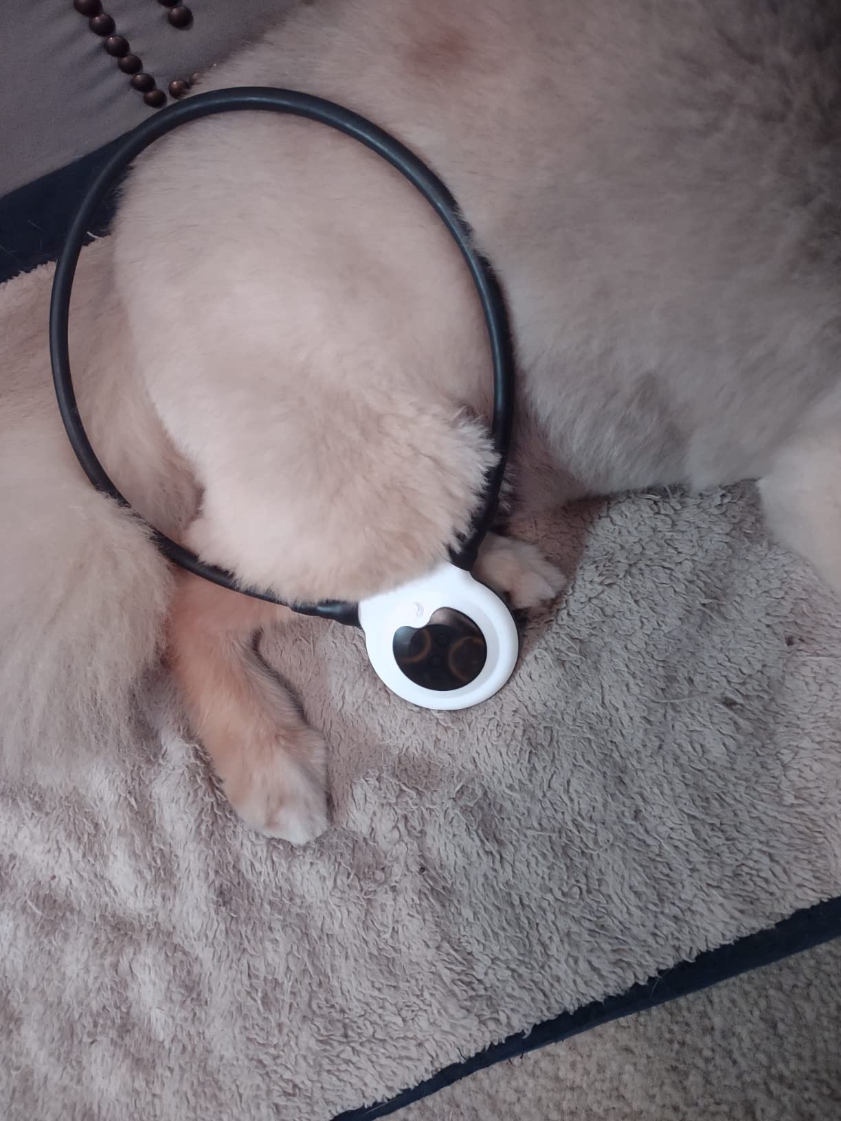 Assisi Loop 2.0 Manual tPEMF Device for Dogs, Cats, and Horses (20 cm) customer photo 1