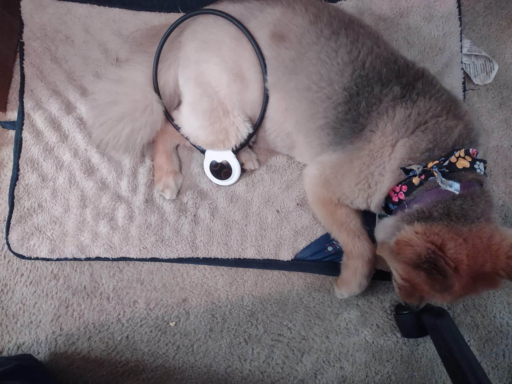 Assisi Loop 2.0 Manual tPEMF Device for Dogs, Cats, and Horses (20 cm) customer photo 2