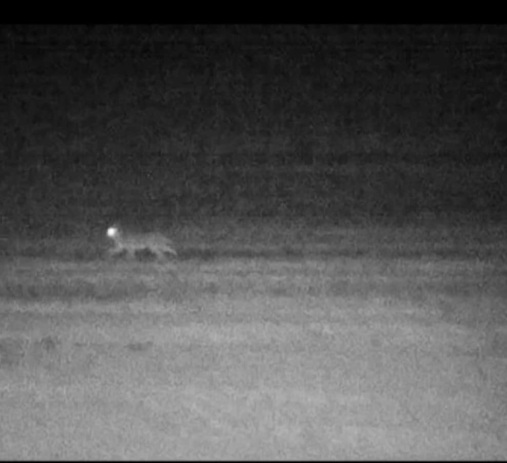 Bushnell EX650 Digital Equinox X650 Night Vision 5x 32mm Monocular customer photo 1