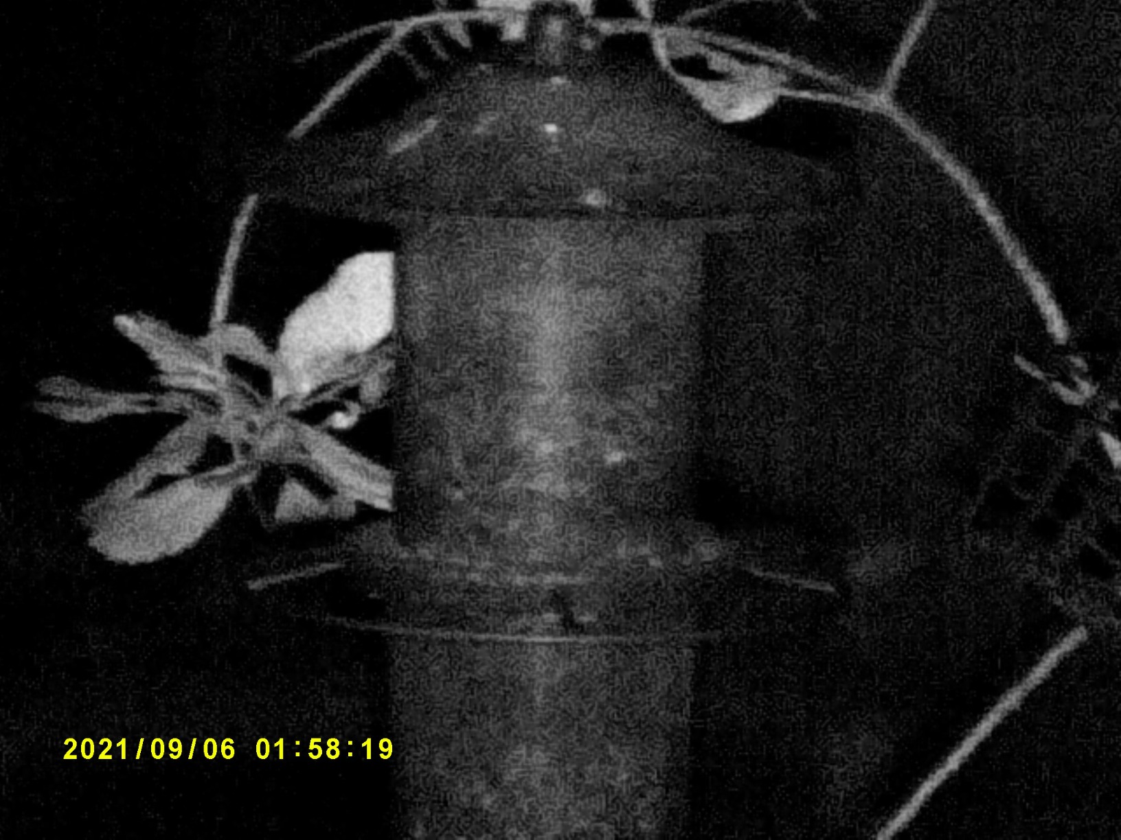 Bushnell EX650 Digital Equinox X650 Night Vision 5x 32mm Monocular customer photo 2