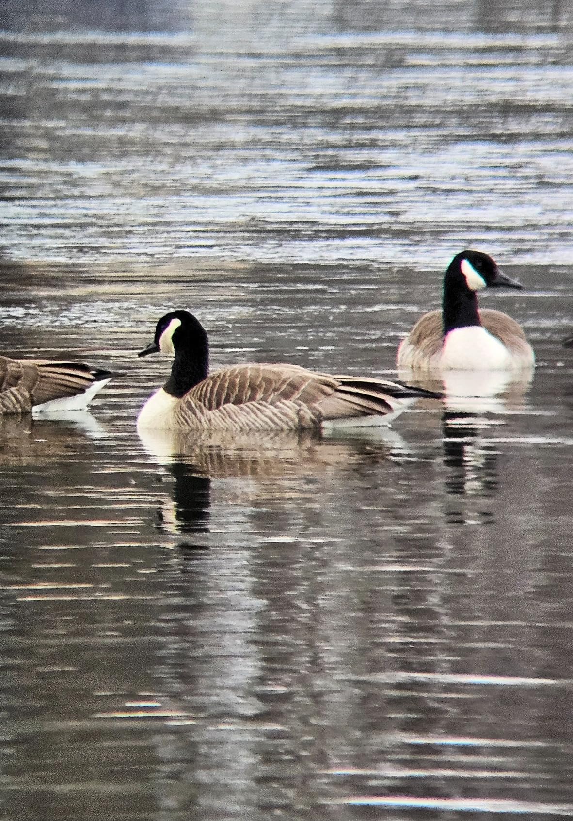 Bushnell H2O 7x50 Binoculars for Bird Watching - Waterproof, Fogproof, BaK-4 Prisms, Fully Multi-Coated Optics - Lightweight for Adults, Hiking & Wildlife Viewing customer photo 2