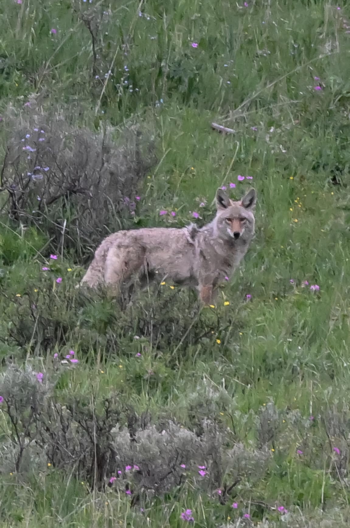 NEEWER Gimbal Tripod Head Professional Heavy Duty Aluminum Alloy with Arca Type Quick Release Plate, GM101 Supports Smoother 360 Degree Panoramic Shooting for DSLR Camera Up to 30lbs/13.6kg customer photo 1