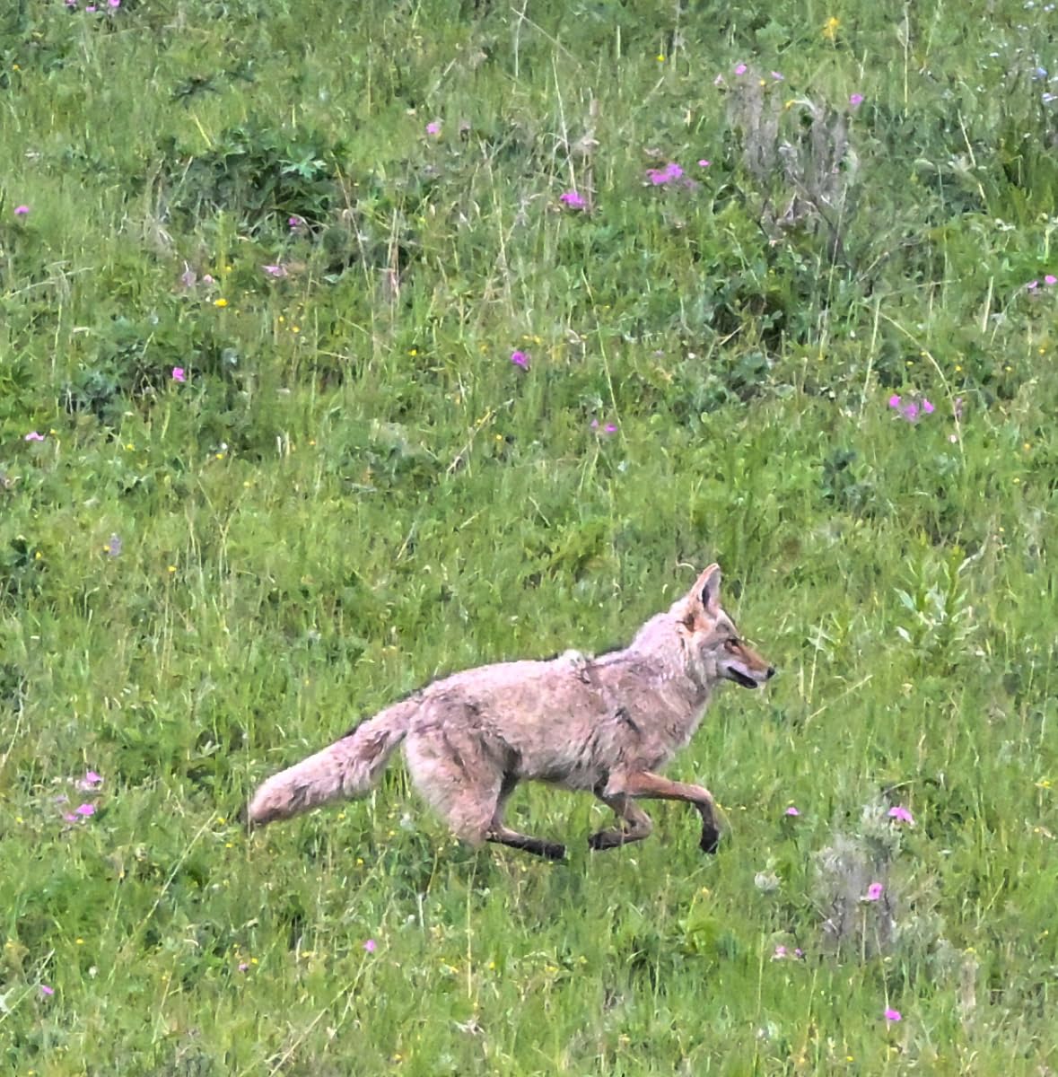 NEEWER Gimbal Tripod Head Professional Heavy Duty Aluminum Alloy with Arca Type Quick Release Plate, GM101 Supports Smoother 360 Degree Panoramic Shooting for DSLR Camera Up to 30lbs/13.6kg customer photo 2