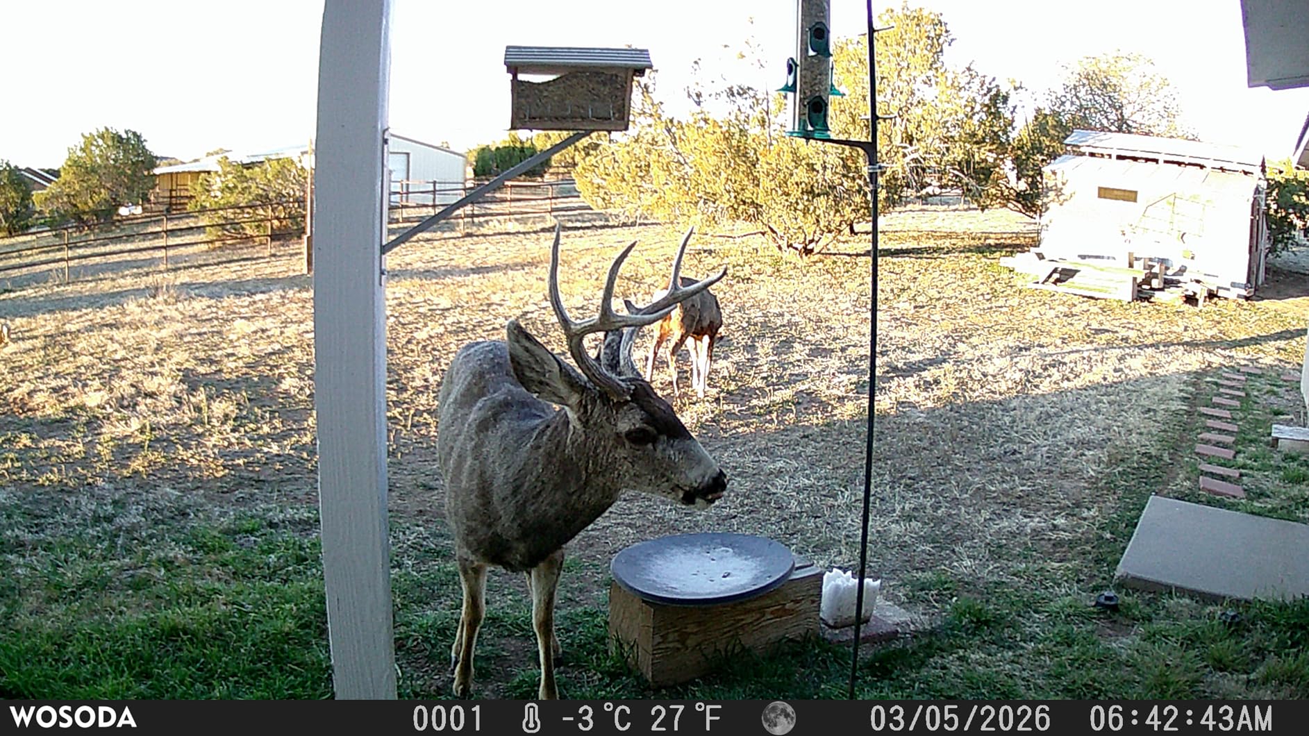 WOSPORTS Trail Camera, 56MP 4K 0.2S Trigger Motion Activated, Game Camera with Night Vision IP66 Waterproof 2.0''LCD 120°Wide Trail Cam Lens for Outdoor Scouting Wildlife Monitoring Home Security customer photo 2