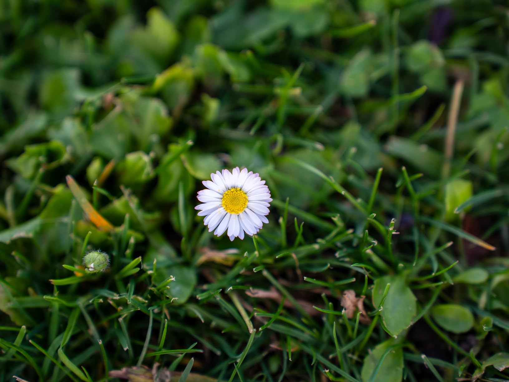 Tamron 28-75mm F/2.8 Di III VXD G2 for Sony E-Mount Full Frame/APS-C customer photo 1