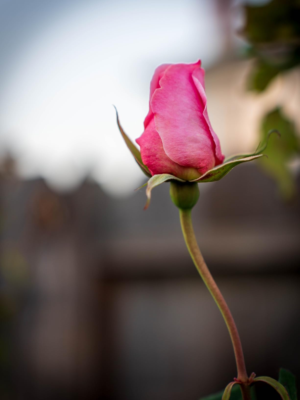 Tamron 28-75mm F/2.8 Di III VXD G2 for Sony E-Mount Full Frame/APS-C customer photo 2