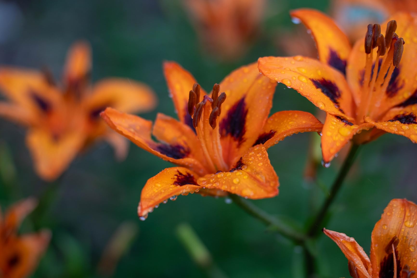 Tamron 35-150mm F/2-2.8 Di III VXD for Sony E-Mount Full Frame/APS-C customer photo 1