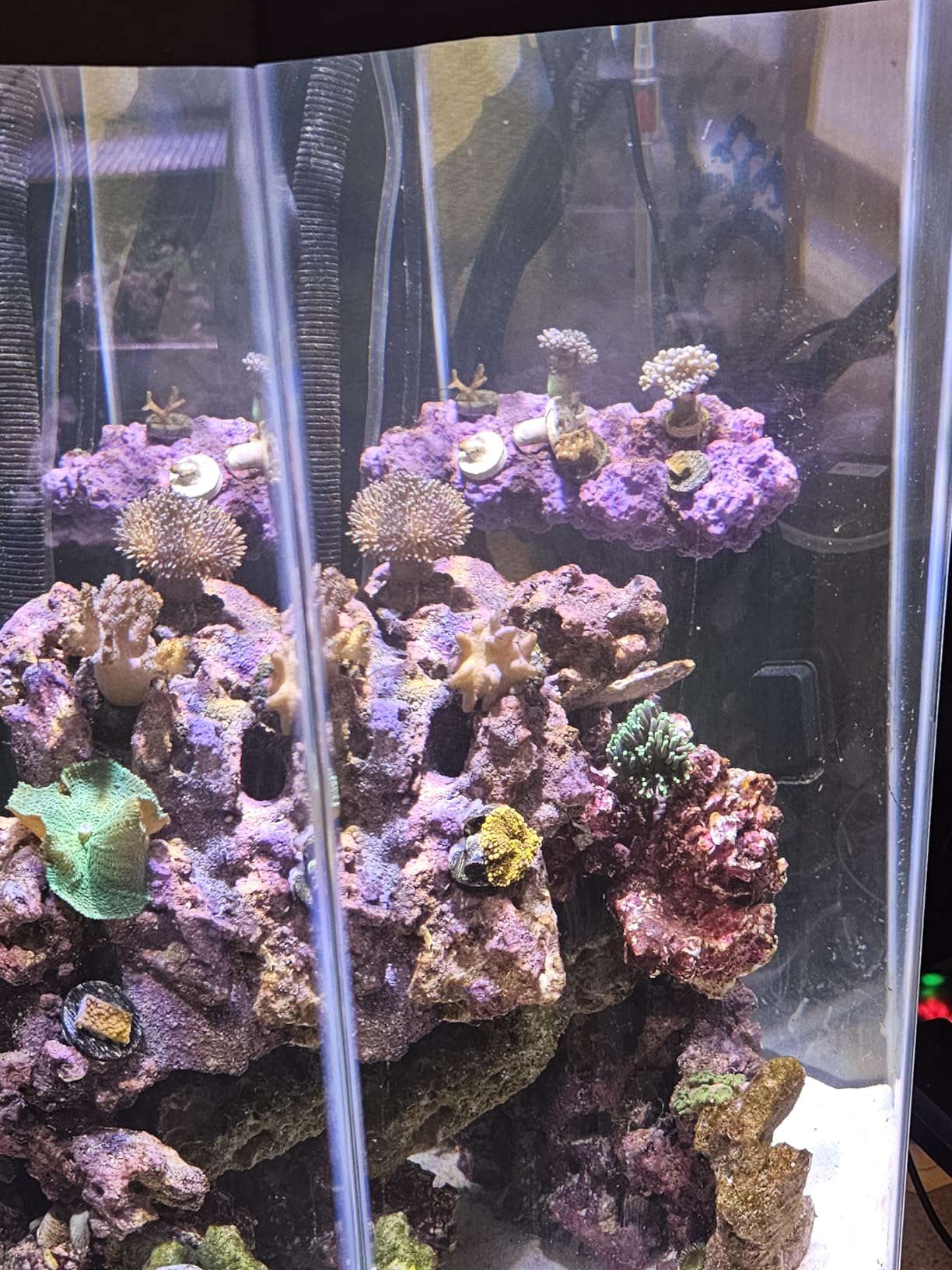 Magnetic Reef Coral Frag Rack Floating Rock Strong Magnets Strong N52 Magnets for 1/2