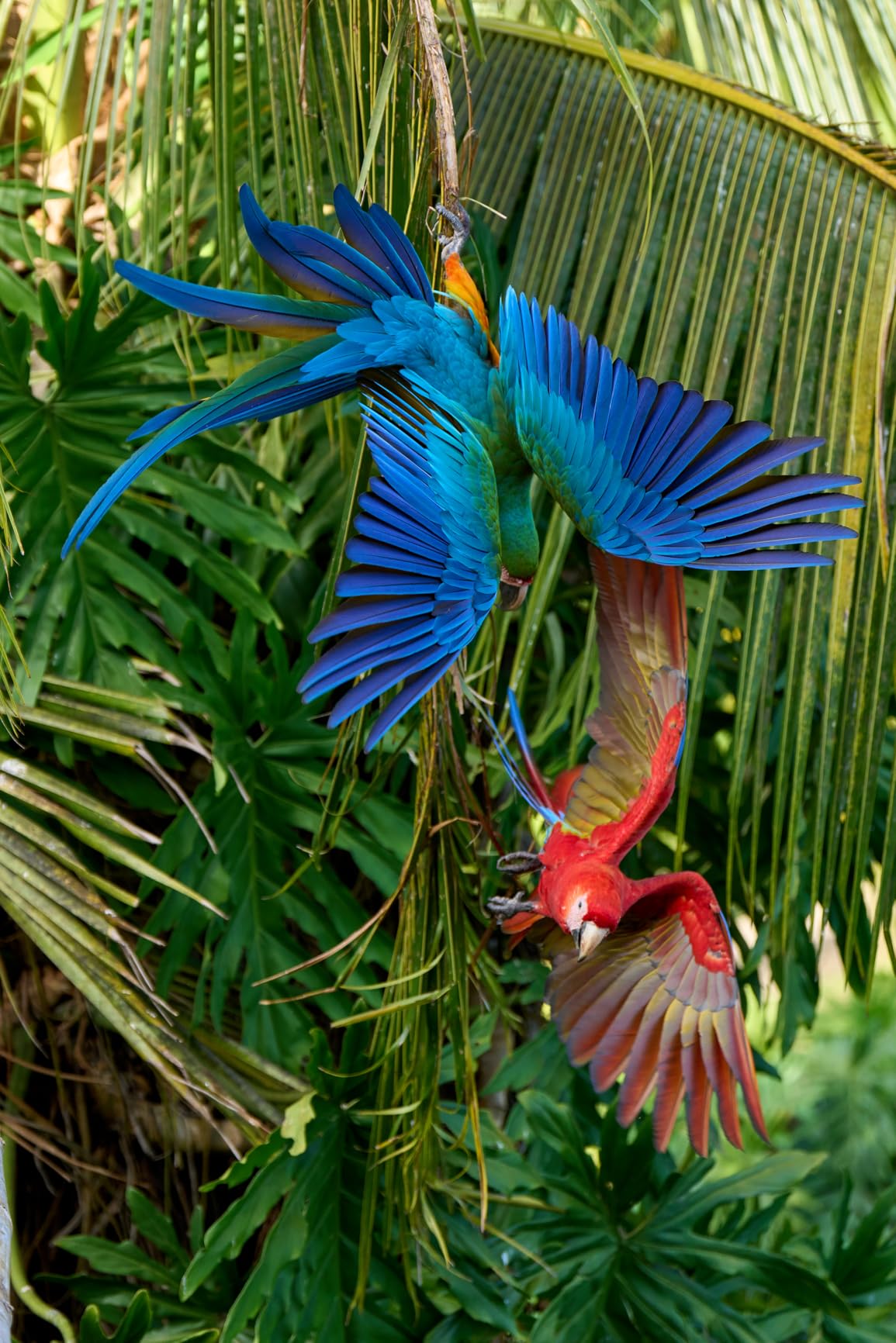 Sony FE 70-200mm F2.8 GM OSS II Full-Frame Constant-Aperture telephoto Zoom G Master Lens customer photo 1