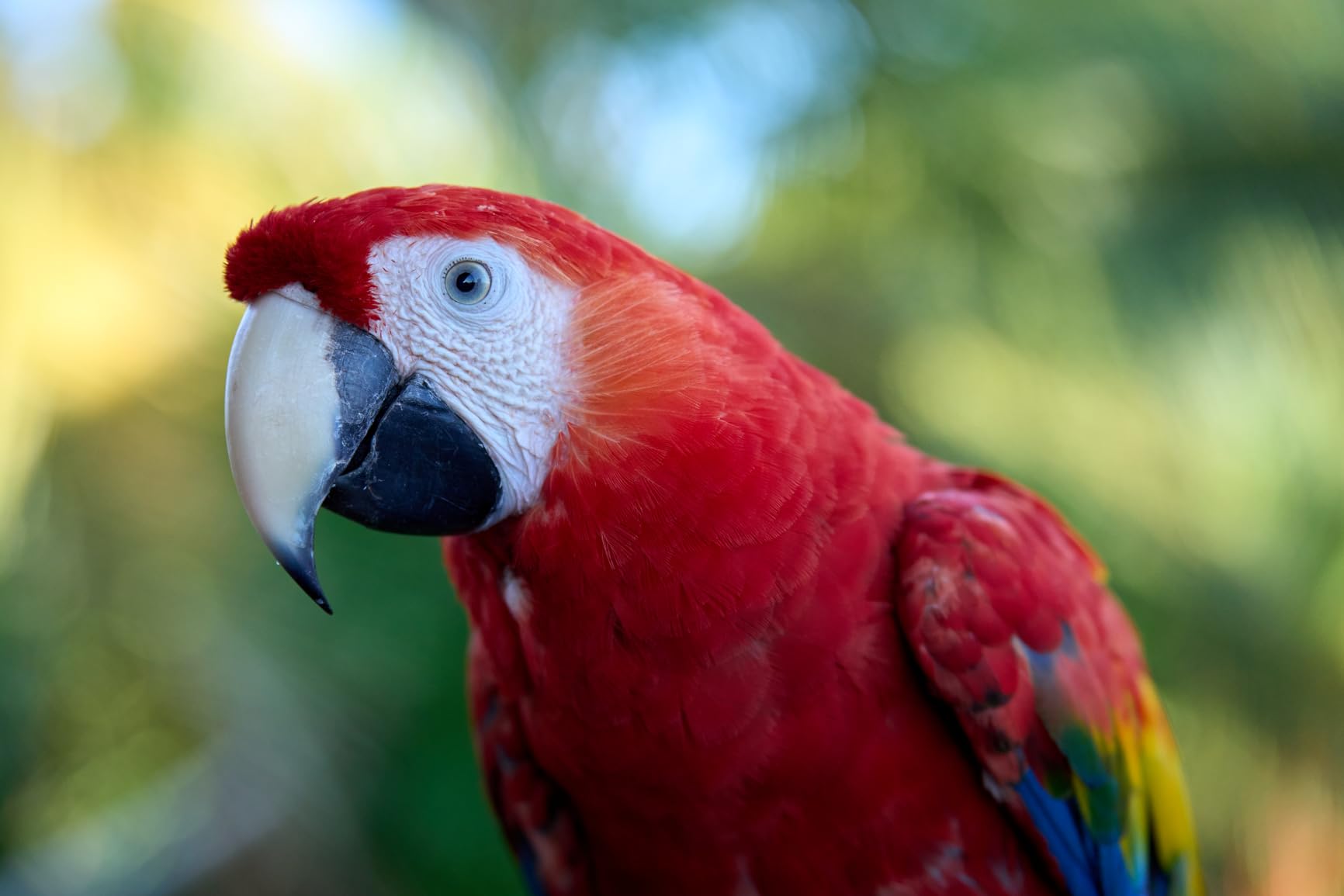 Sony FE 70-200mm F2.8 GM OSS II Full-Frame Constant-Aperture telephoto Zoom G Master Lens customer photo 2