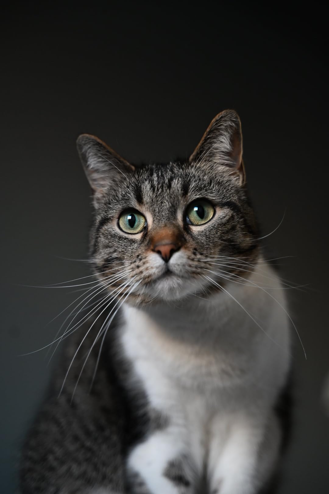 NIKKOR Z 28-75mm f/2.8 | Large aperture mid-range zoom lens for Z series mirrorless cameras | Nikon USA Model customer photo 1