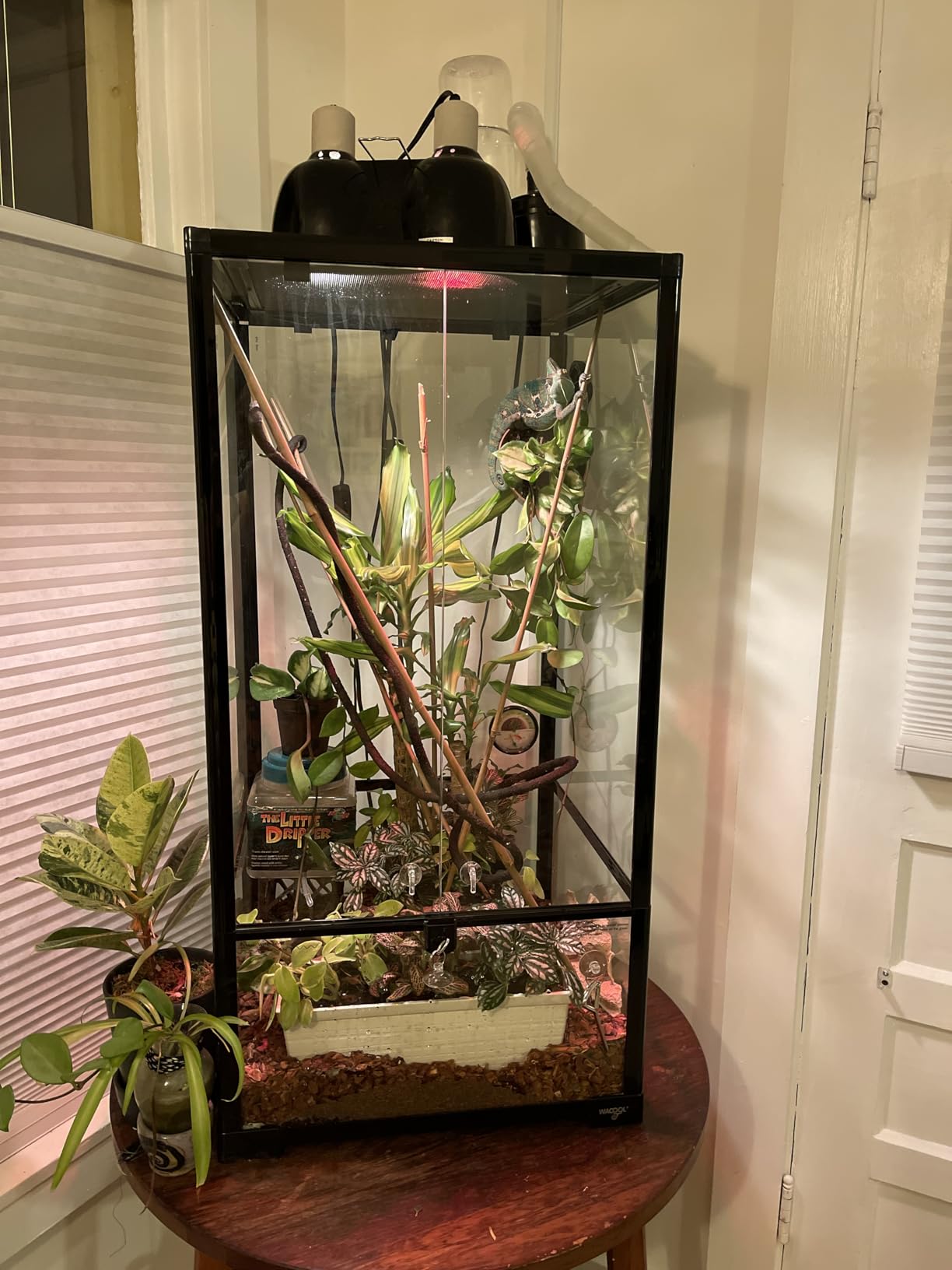 WACOOL Tempered Glass 40 Gallon Reptile Tank, Front Opening Reptile Terrarium 30