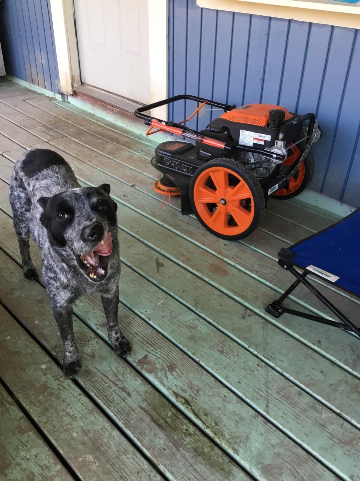 YARDMAX YL2250 22 in. 170cc Gas Walk Behind String Trimmer Mower, Orange customer photo 2
