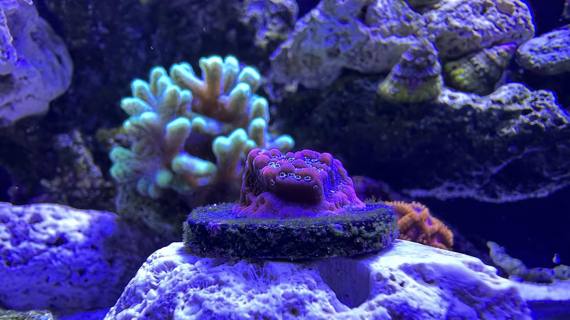 Aquarium Lights-100 watt 5 Channels Sunrise Sunset Moonlight Reef Lights for Coral SPS LPS Saltwater Tank customer photo 2