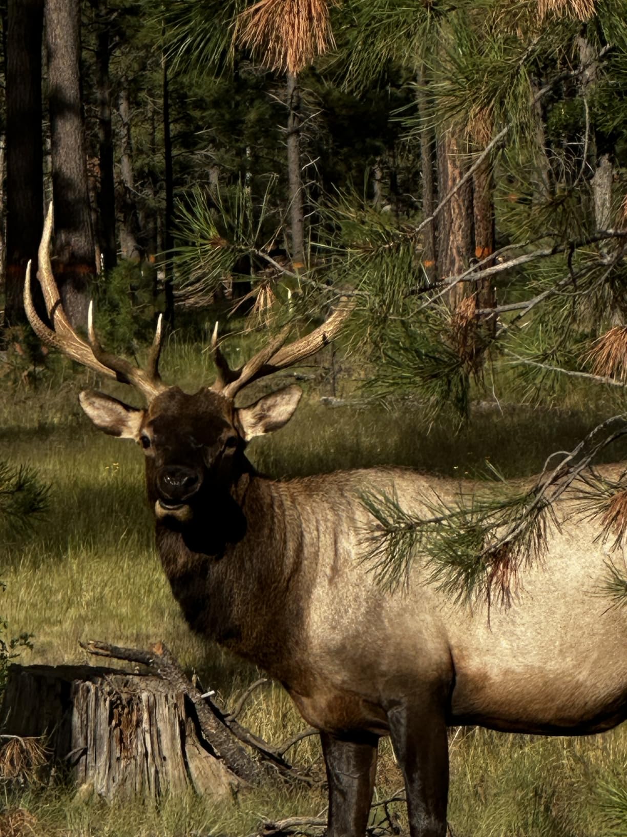 GardePro E5S Trail Camera (Non-Cellular, Non-WiFi), 64MP Photo & 1296P HD Video, 0.1s Trigger, 100ft No-Glow Night Vision, Motion Activated customer photo 1