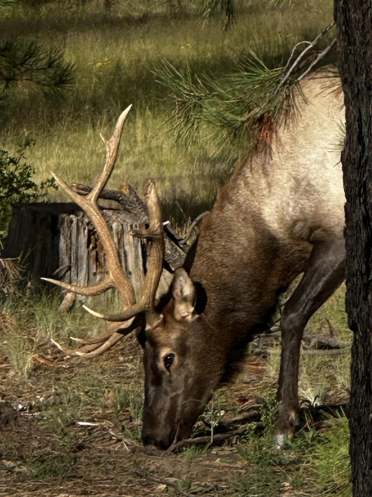 GardePro E5S Trail Camera (Non-Cellular, Non-WiFi), 64MP Photo & 1296P HD Video, 0.1s Trigger, 100ft No-Glow Night Vision, Motion Activated customer photo 2